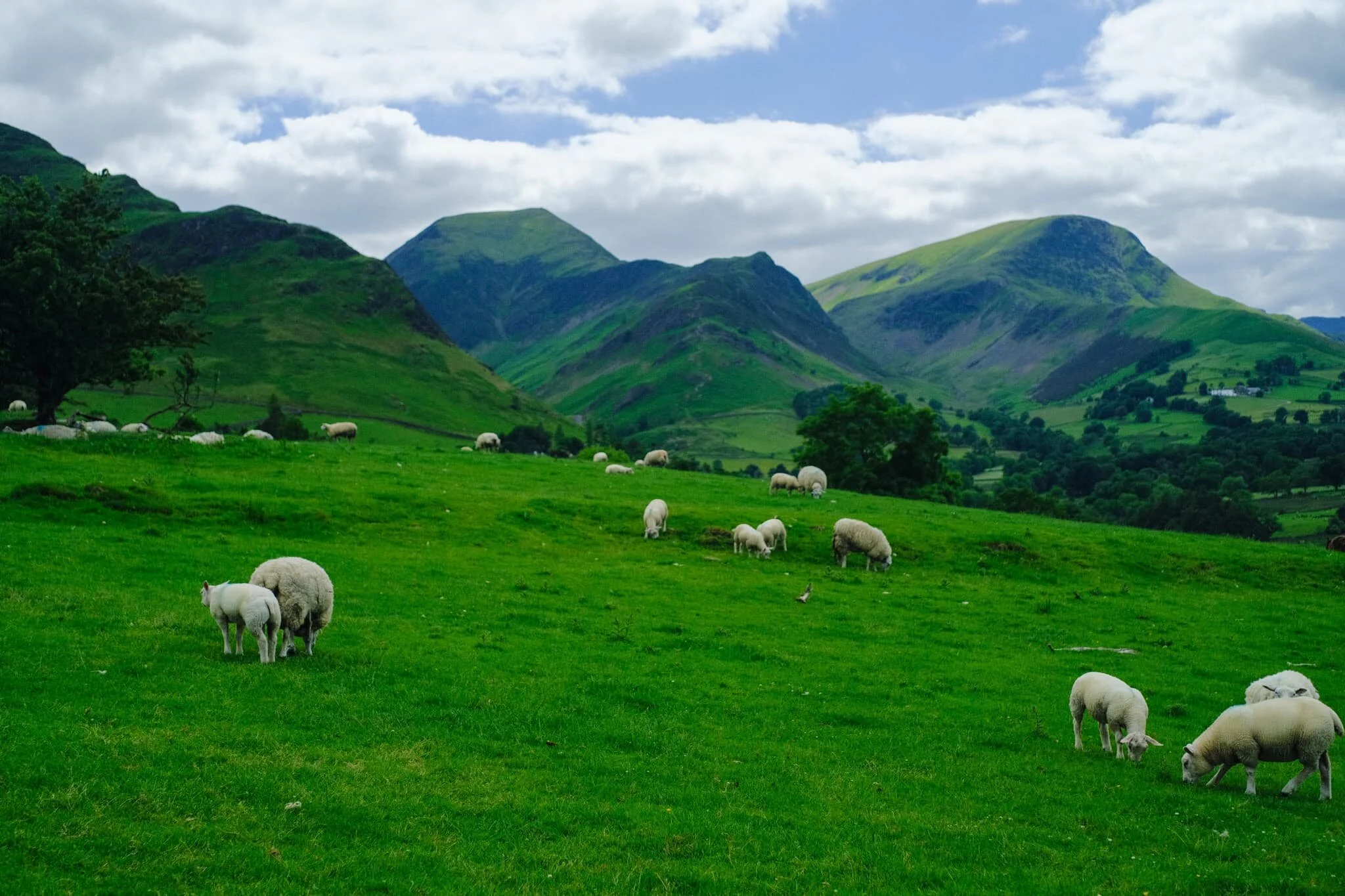 One final look back at the Newlands fells, with groups of Texel sheep and lambs dotted about.