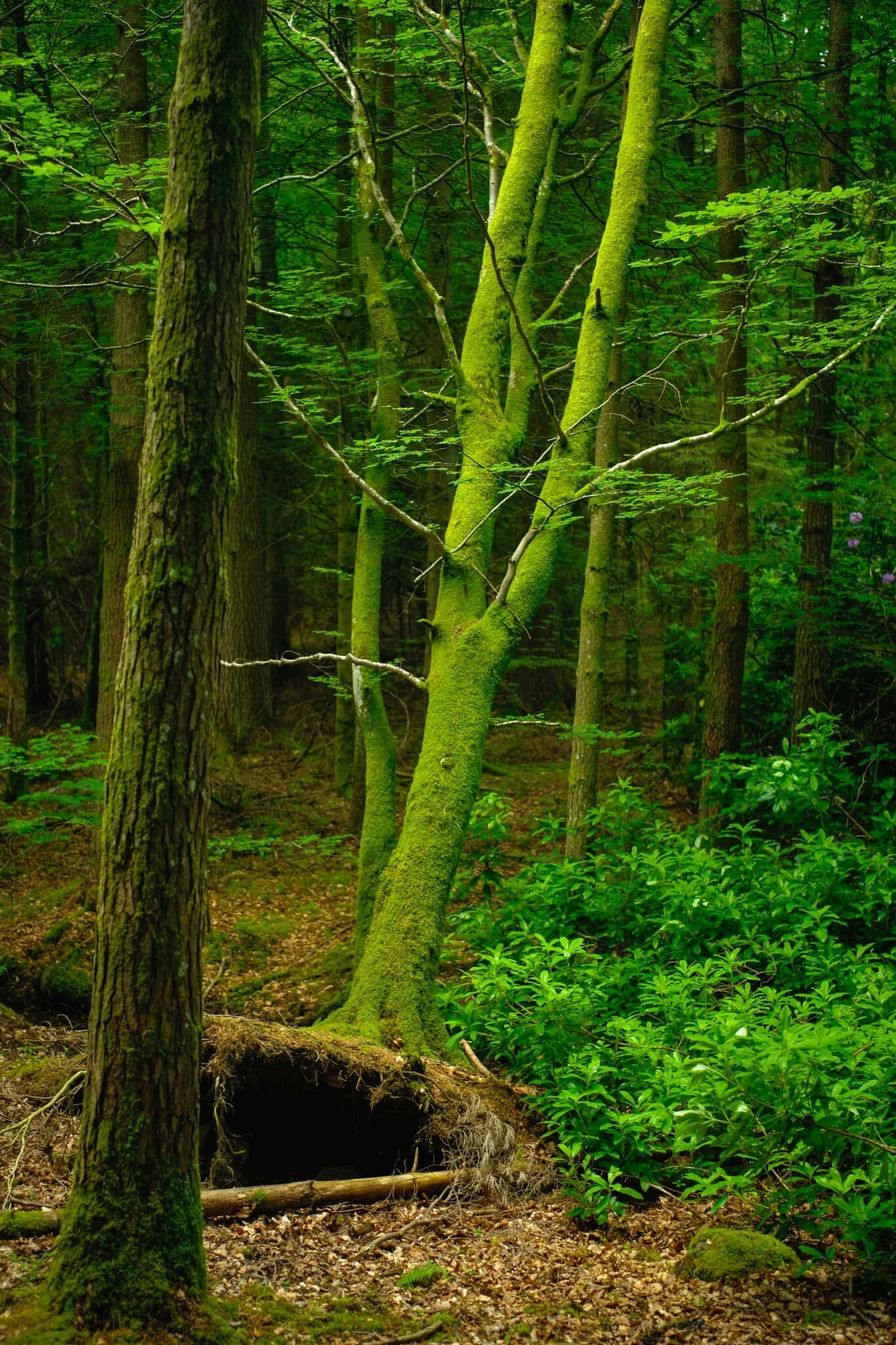 A brief window of light penetrates the woodland canopy, illuminating this uprooted tree.