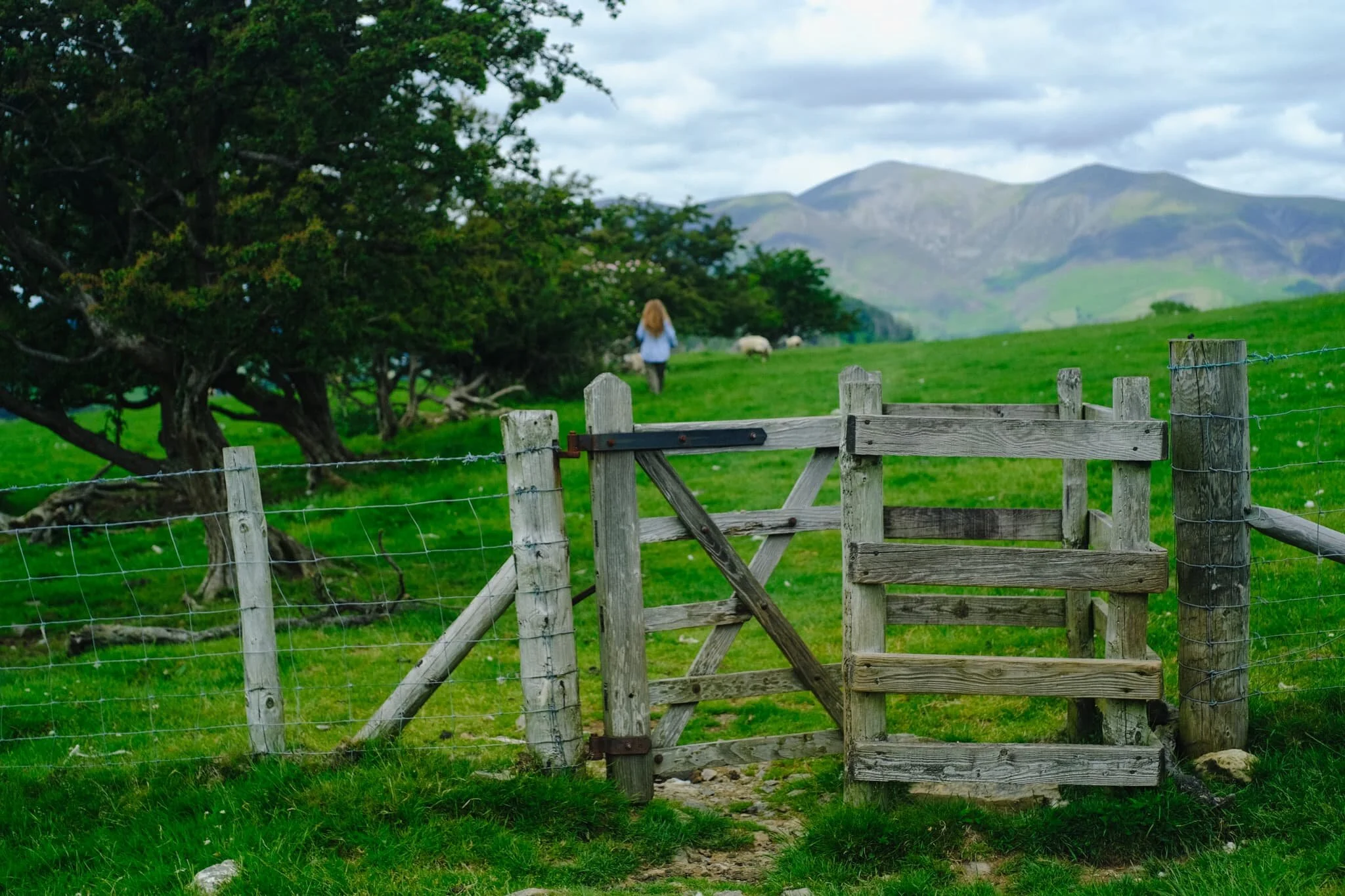 From one field into another, following an ancient lane back towards Skiddaw.