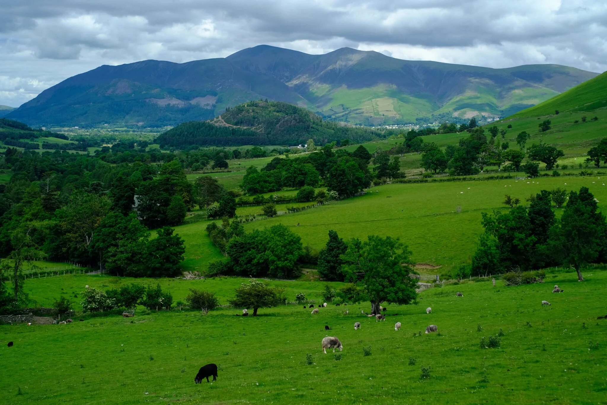 Looking back the other way, we are treated to another gorgeous Lakeland summer scene. Herdwick sheep in the valley bottom, the Skiddaw range above.