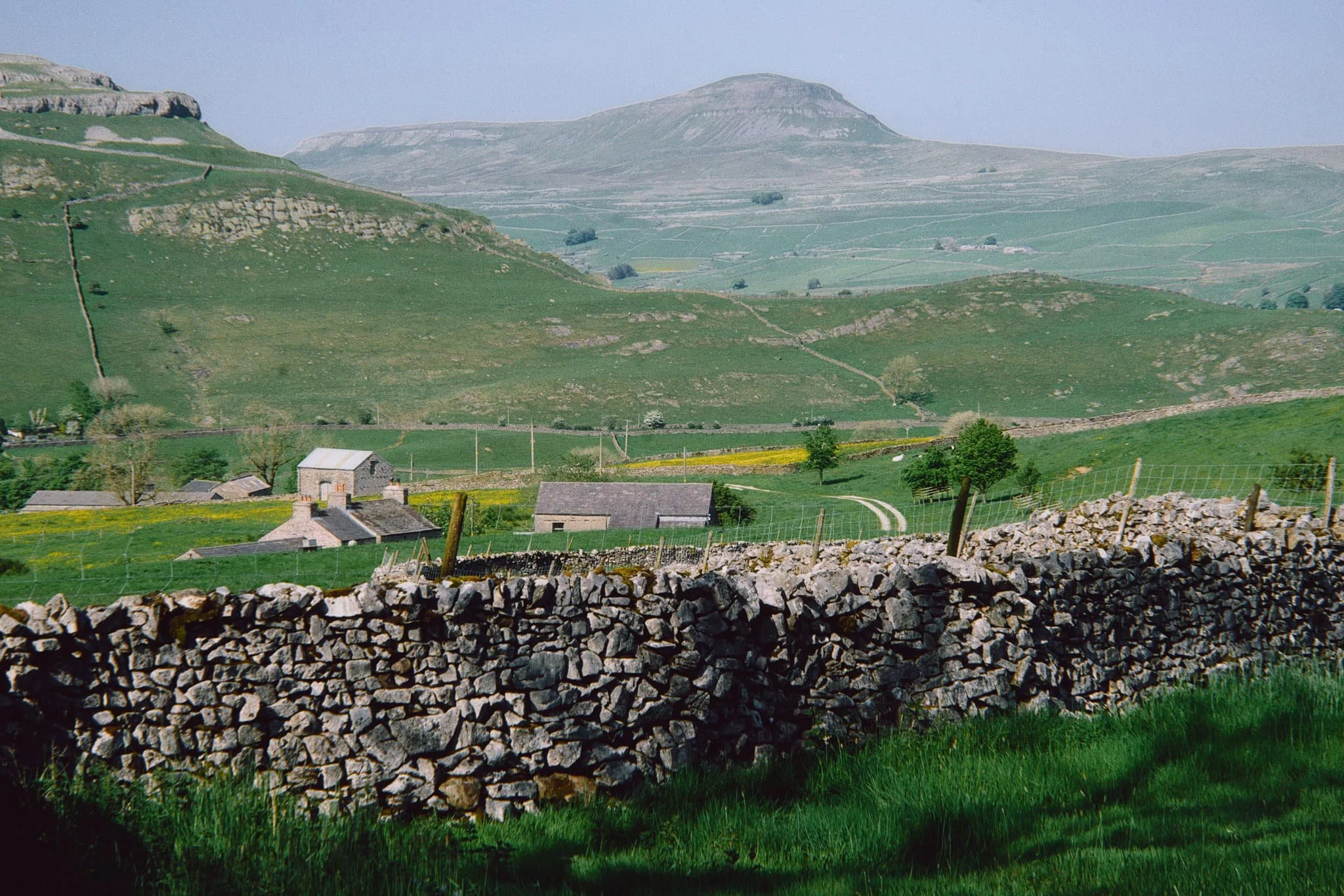 Popping out of Wharfe Wood, the unmistakable shape of Pen-y-ghent quickly makes itself known to us.