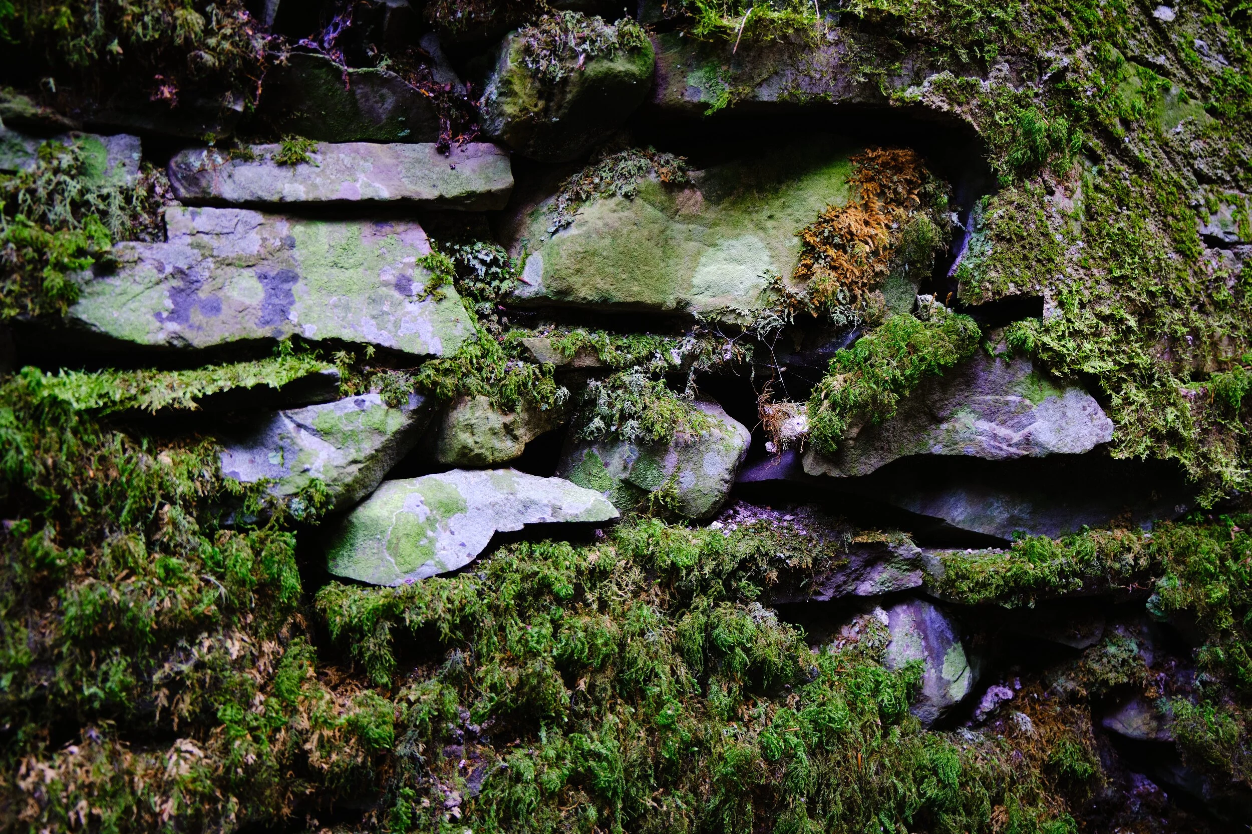 The moss slowly envelops the dry stone wall.