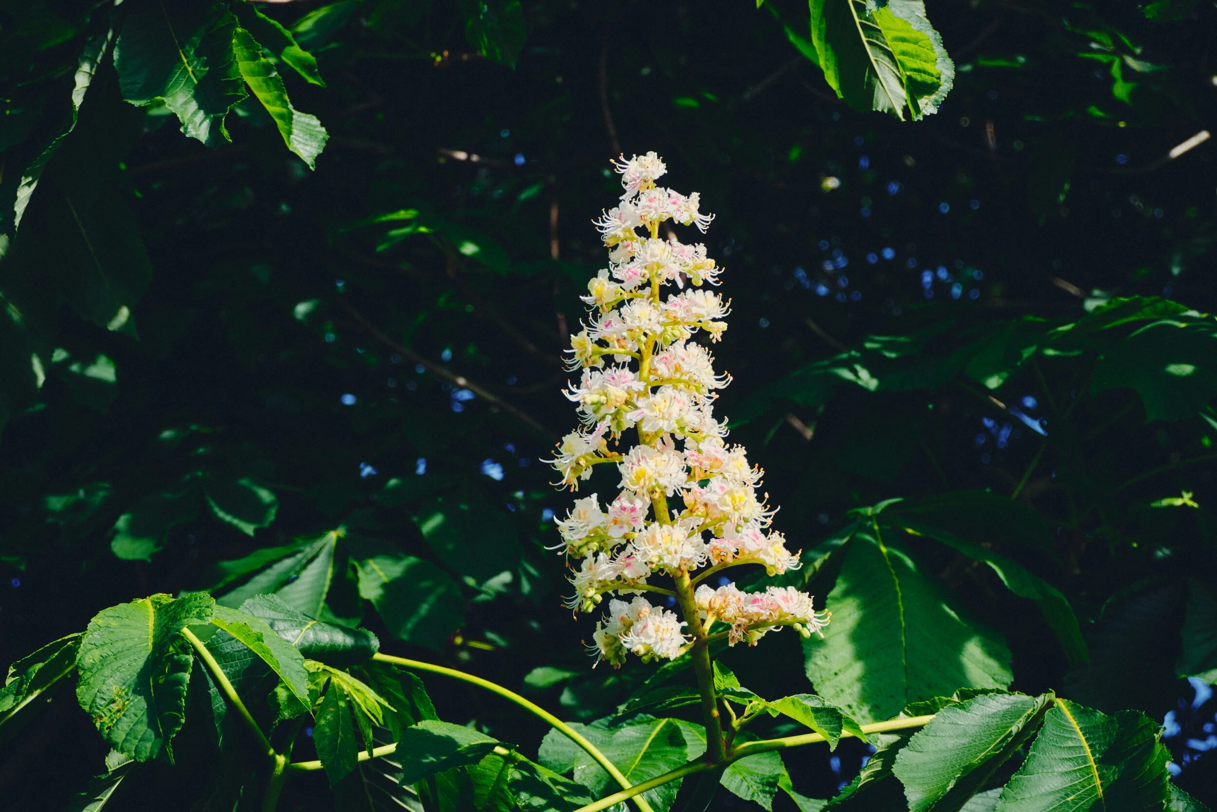 Dscf1199_Export