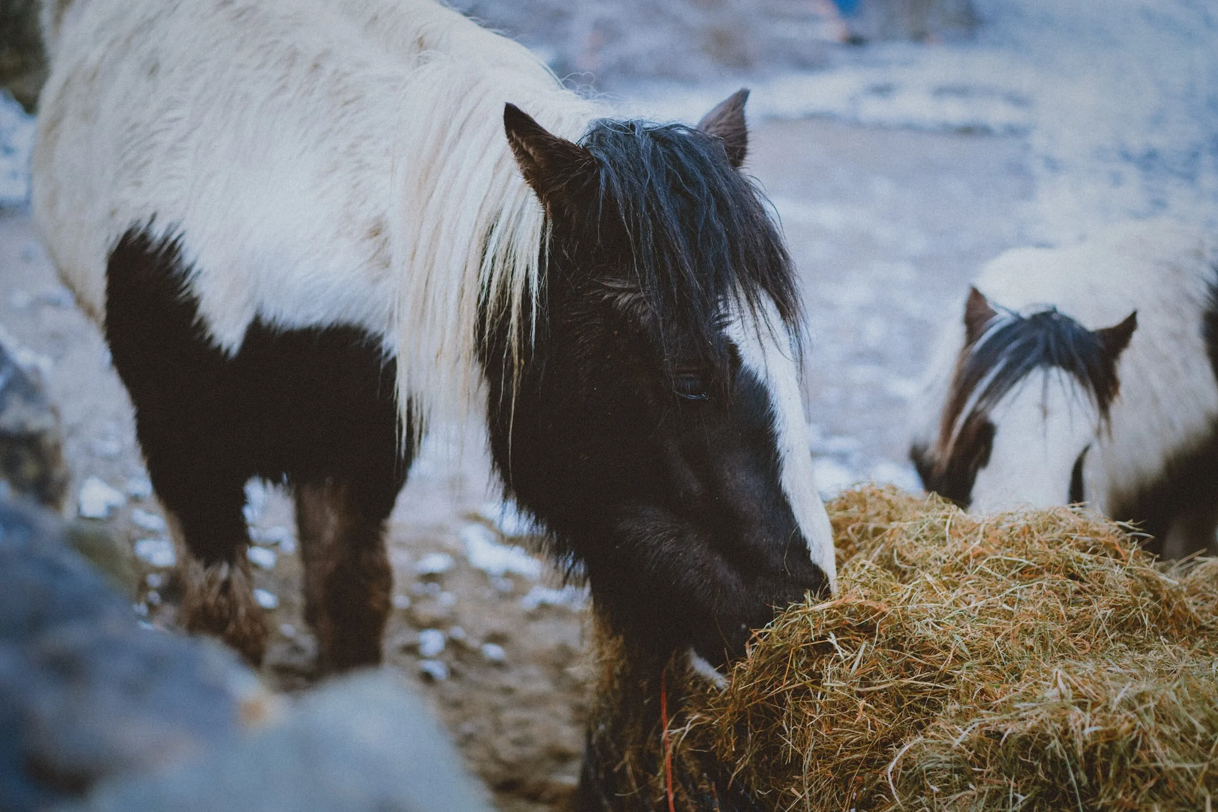 Further up Sedbergh Road, near the allotments, our favourite local horses were having a proper feast on some sweet-smelling hay.