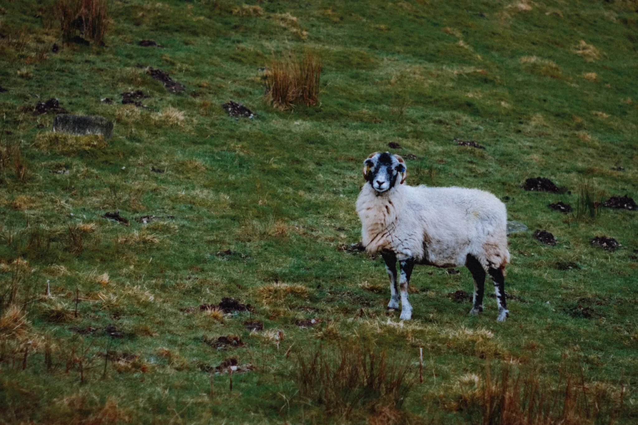Plenty of Swaledales about, giving us The Look.