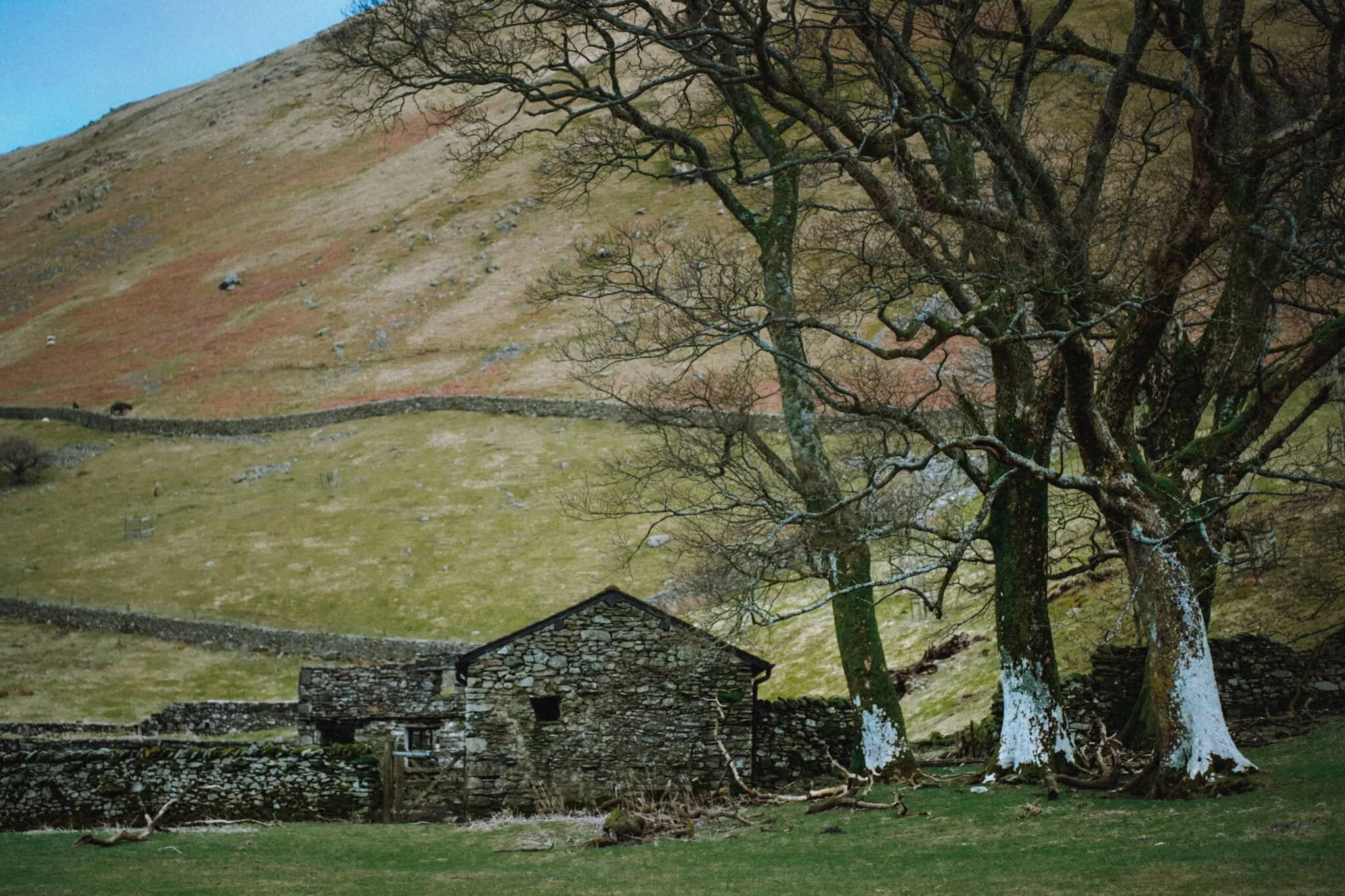 A dilapidated old barn next to trees covered in unusually bright lichen.