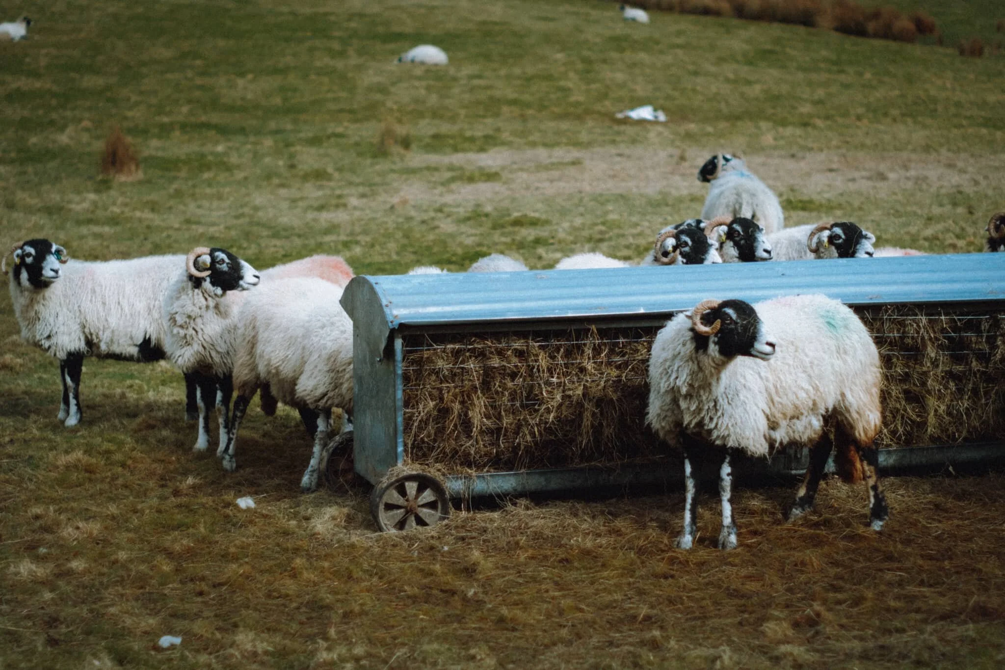Swaledales wearily guarding their food. The sweet summery scent of hay was wonderful.