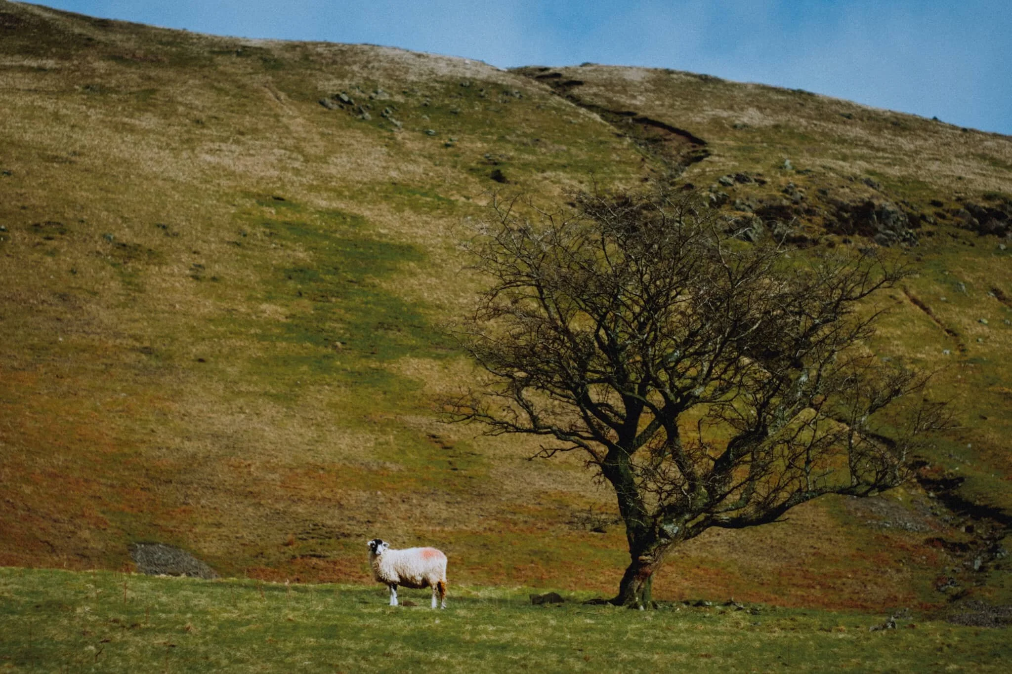 Swaledale higher up the fellside.