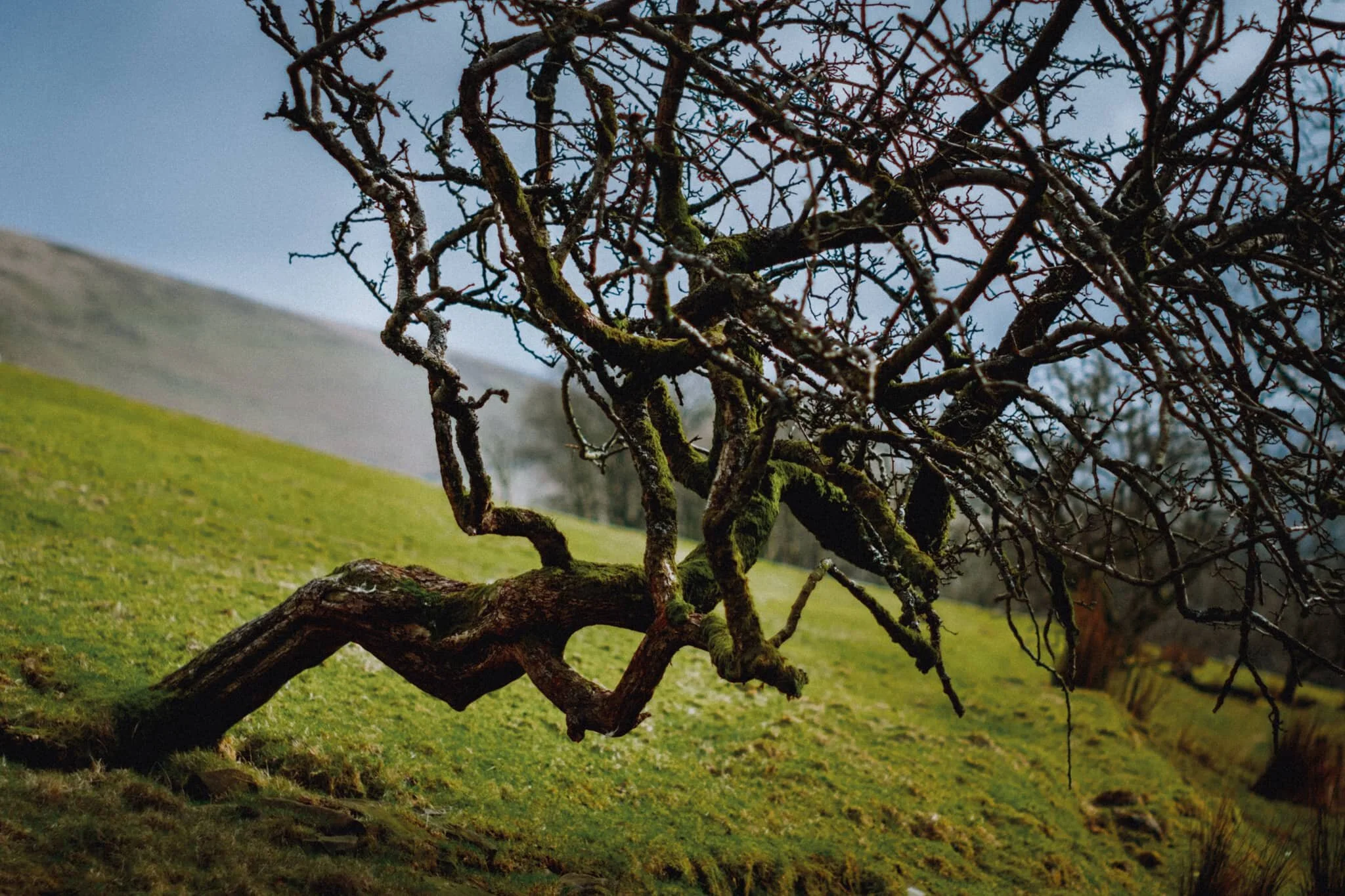 There were some wonderfully gnarly trees up the fellside of Lower Borrowdale.