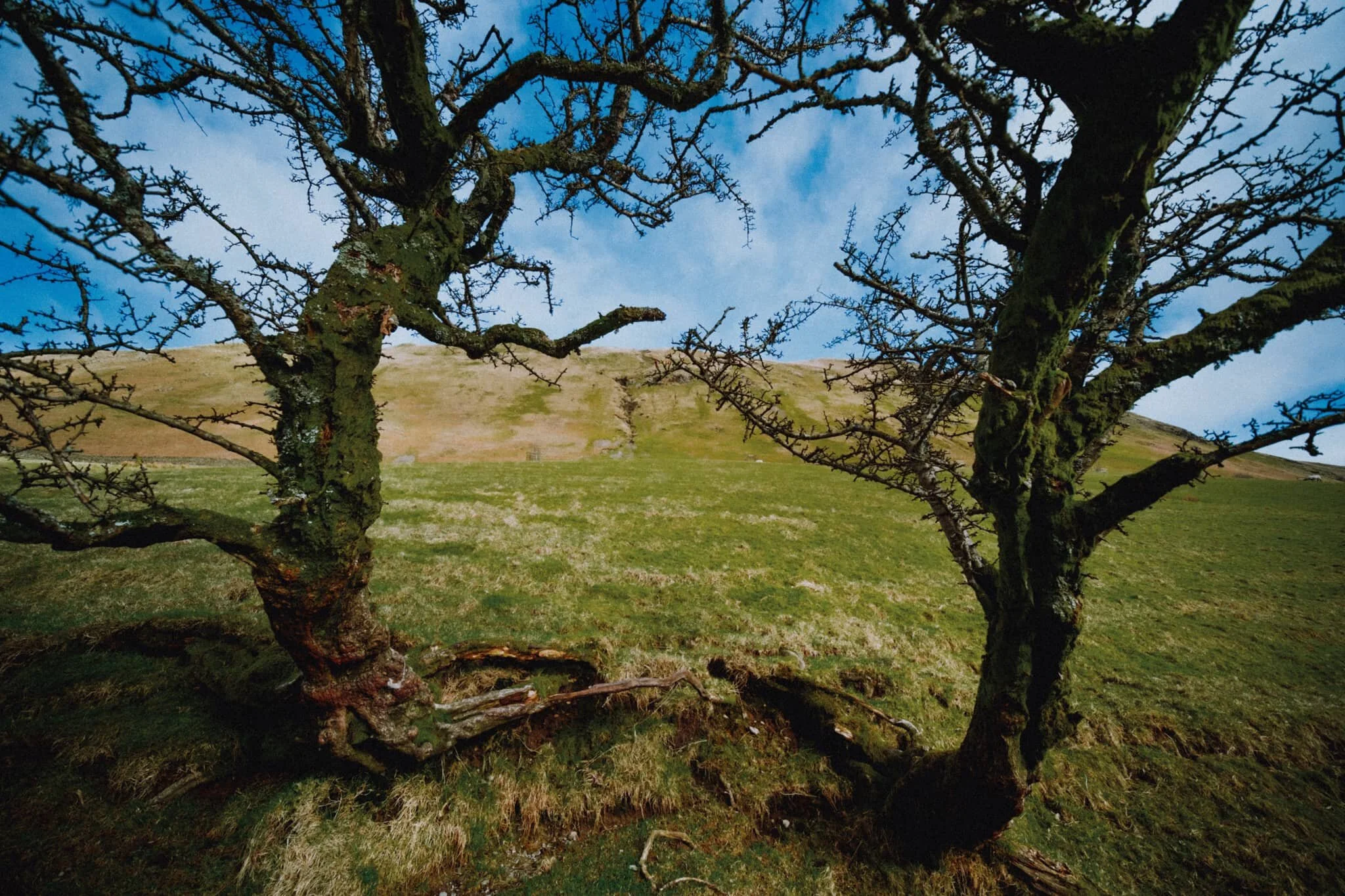 These two trees had some wonderful shapes to my eye, so I got my ultra wide 9mm lens out for a more unusual composition.