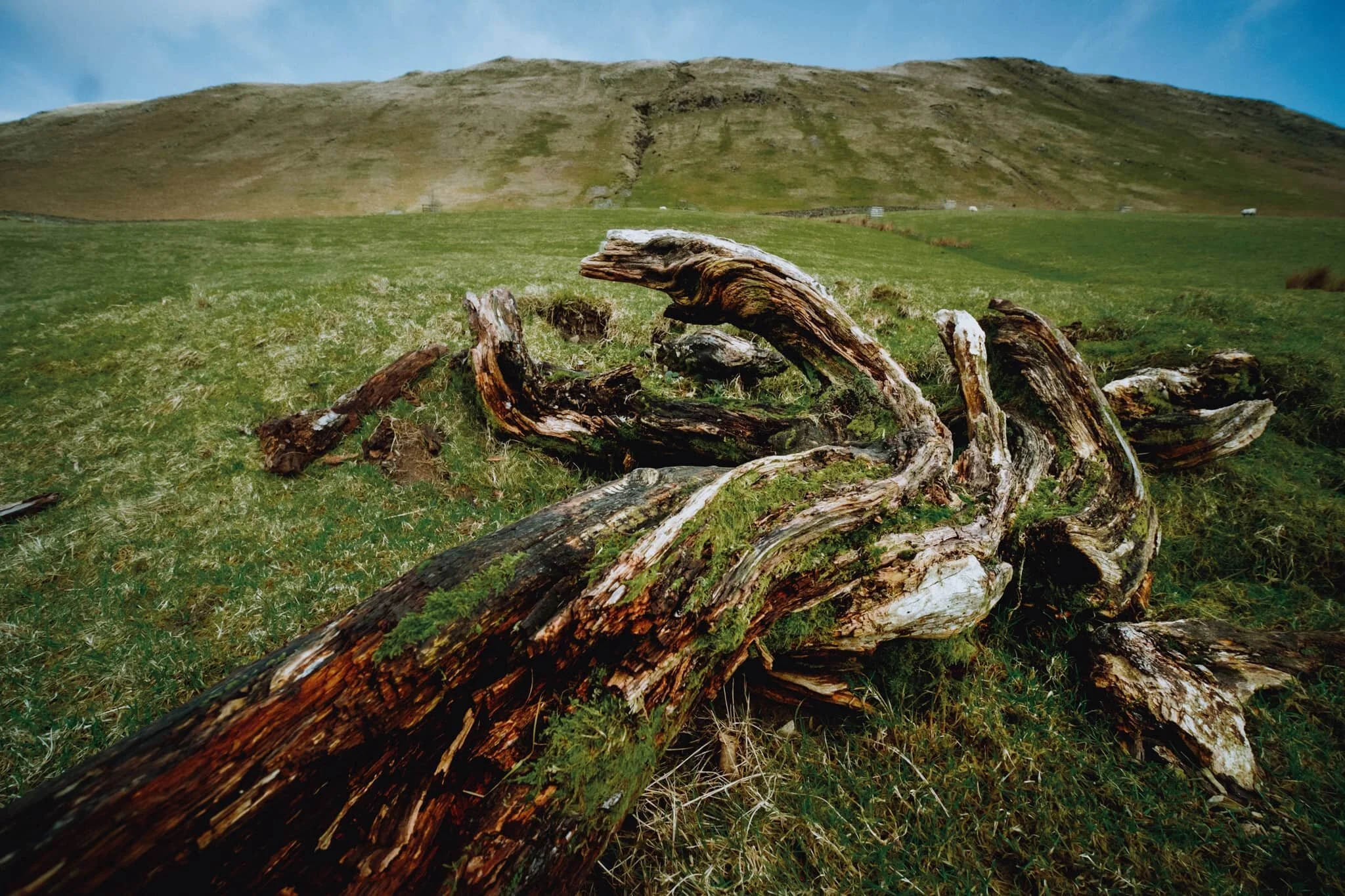 A dead tree providing some wonderful textures.