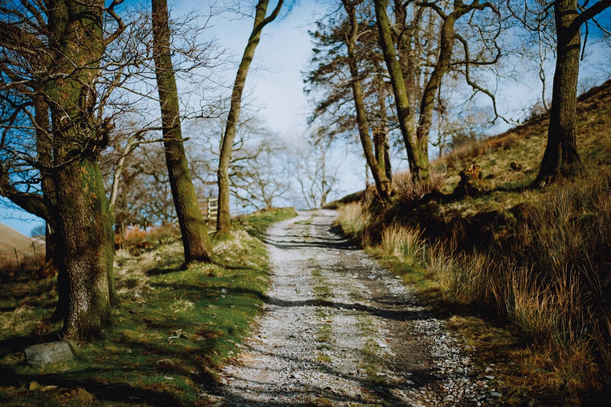 Up the wooded lane where the Lower Borrowdale valley exits out into the Lune Gorge.