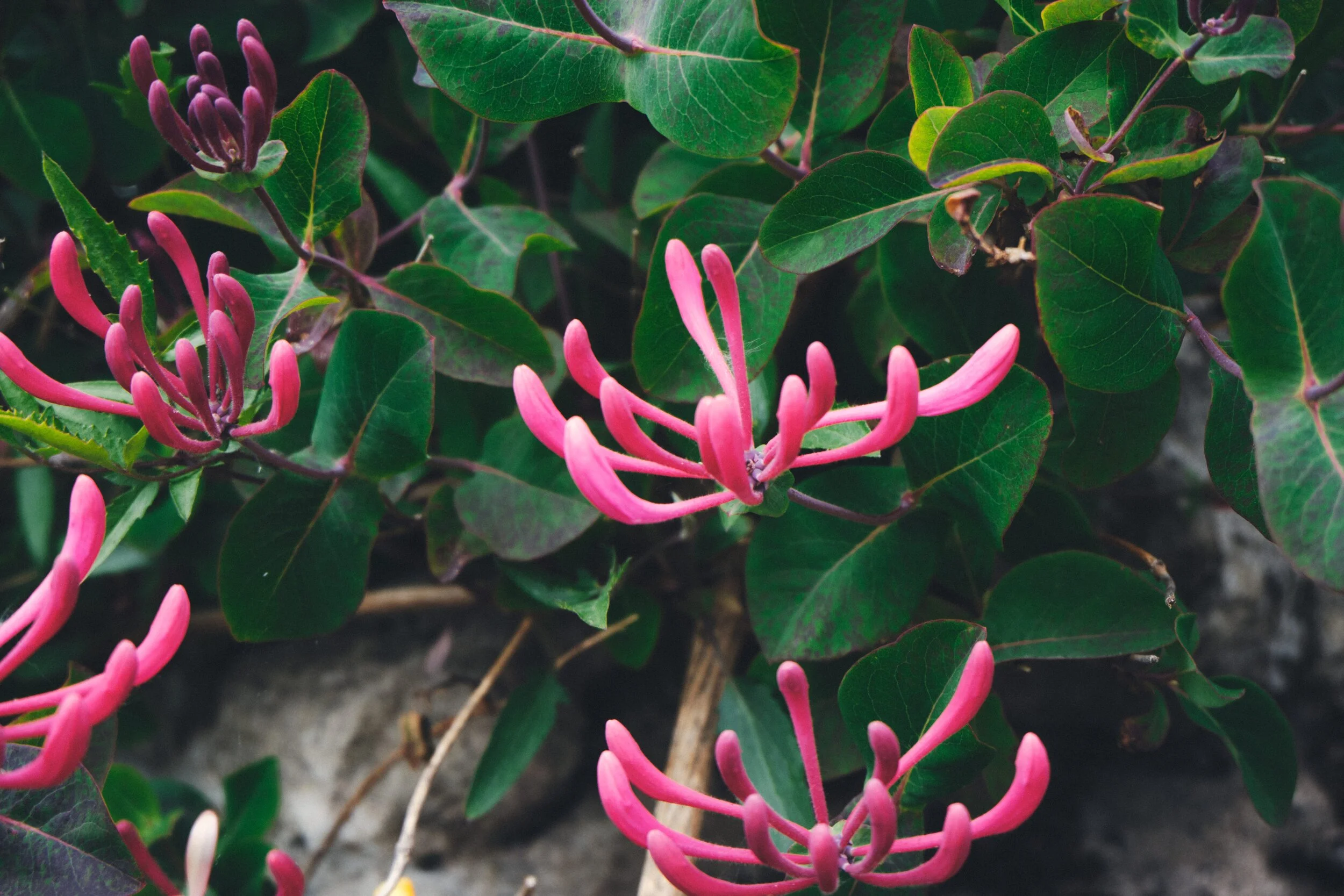 This is honeysuckle, or Lonicera periclymenum .