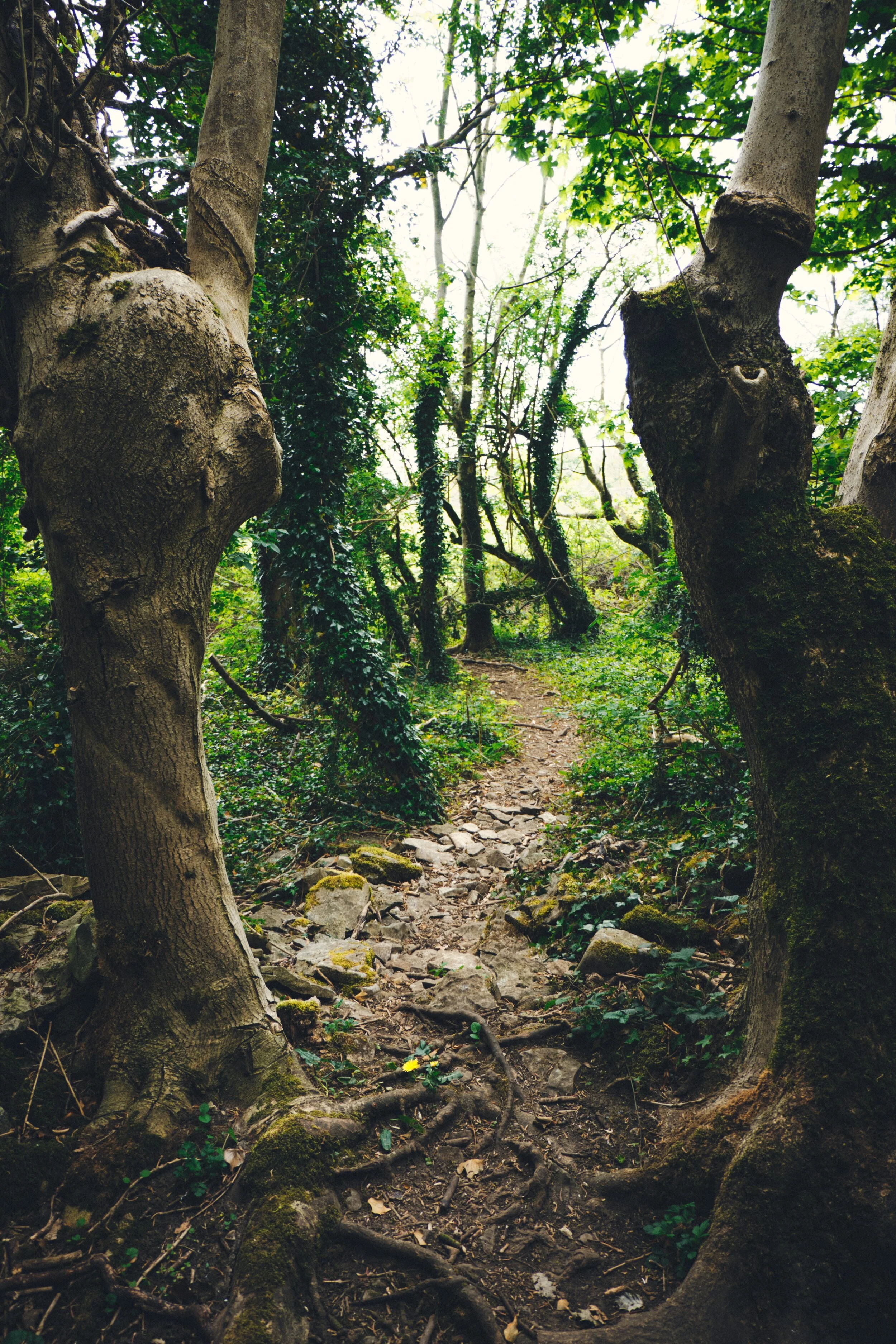 A sort of “portal” found in the wooded lanes of Stainbank Green.