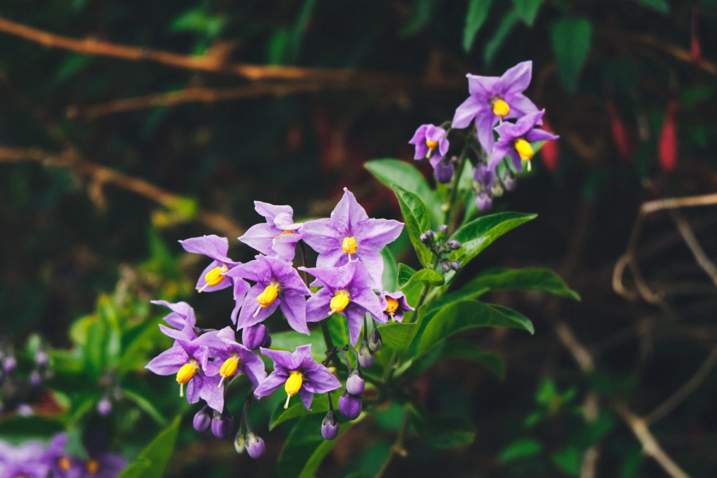 And Google thinks this is Solanum trilobatum , a herb usually cooked in the Indian subcontinent.