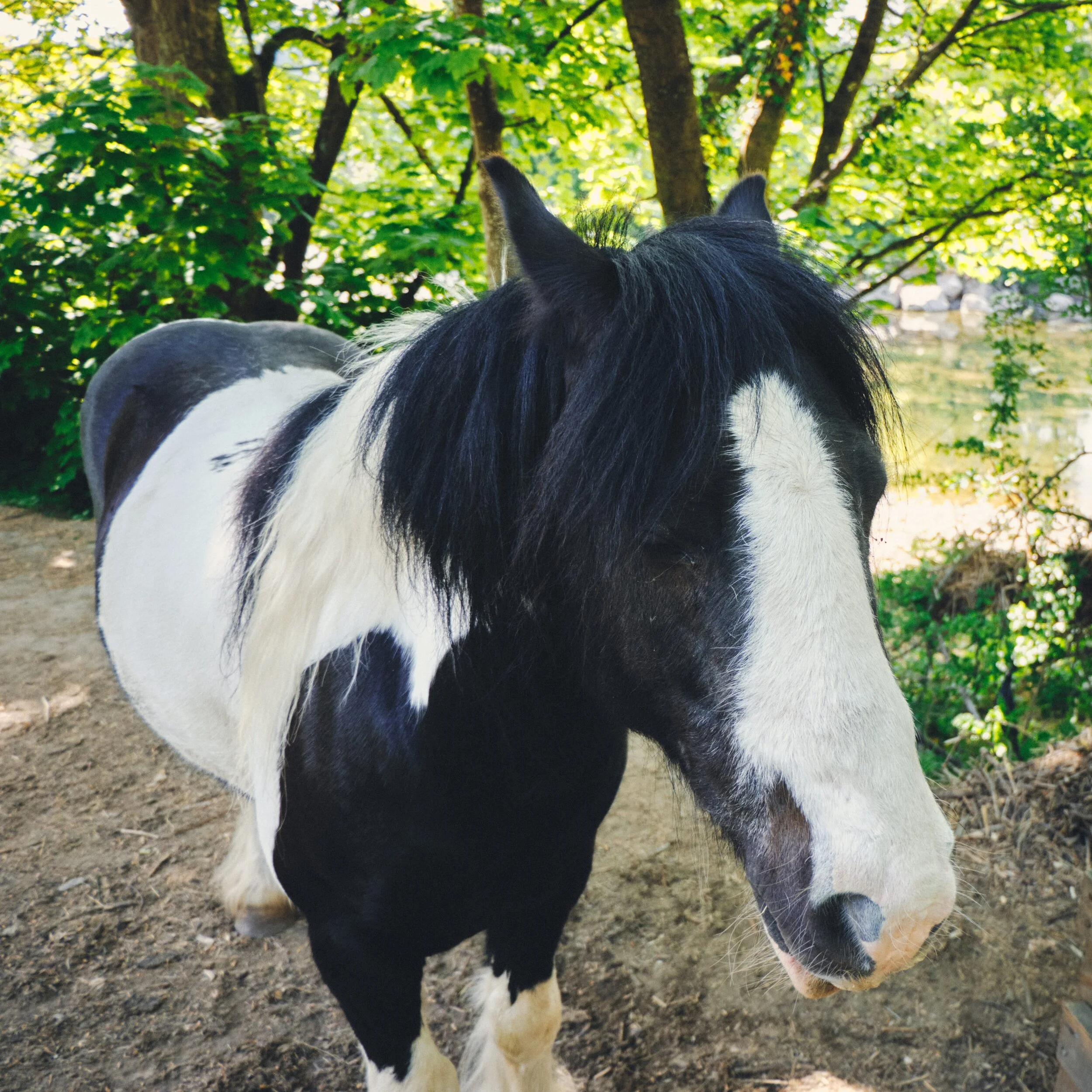 A lovely horse enjoying the shade. I mean, it might have been. It was hard to tell, because the horse barely moved and almost seemed catatonic. It accepted nose stroking from Lisabet and I but eventually flinched from me, which alarmed me. So we left it alone and went back the way we came. I hope it’s OK.