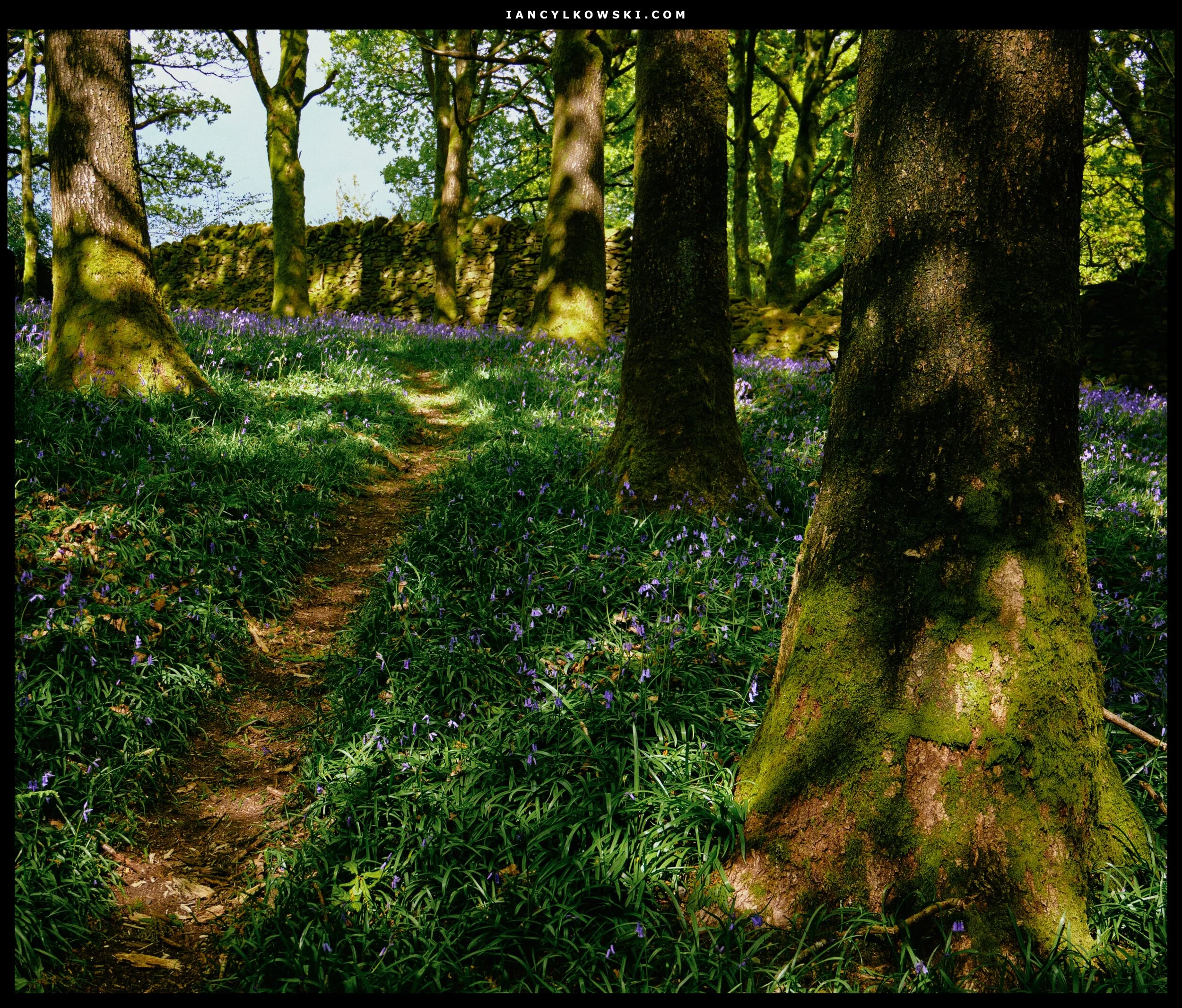 Bluebells everywhere! Bonus points: soft dappled light dancing around the woods.