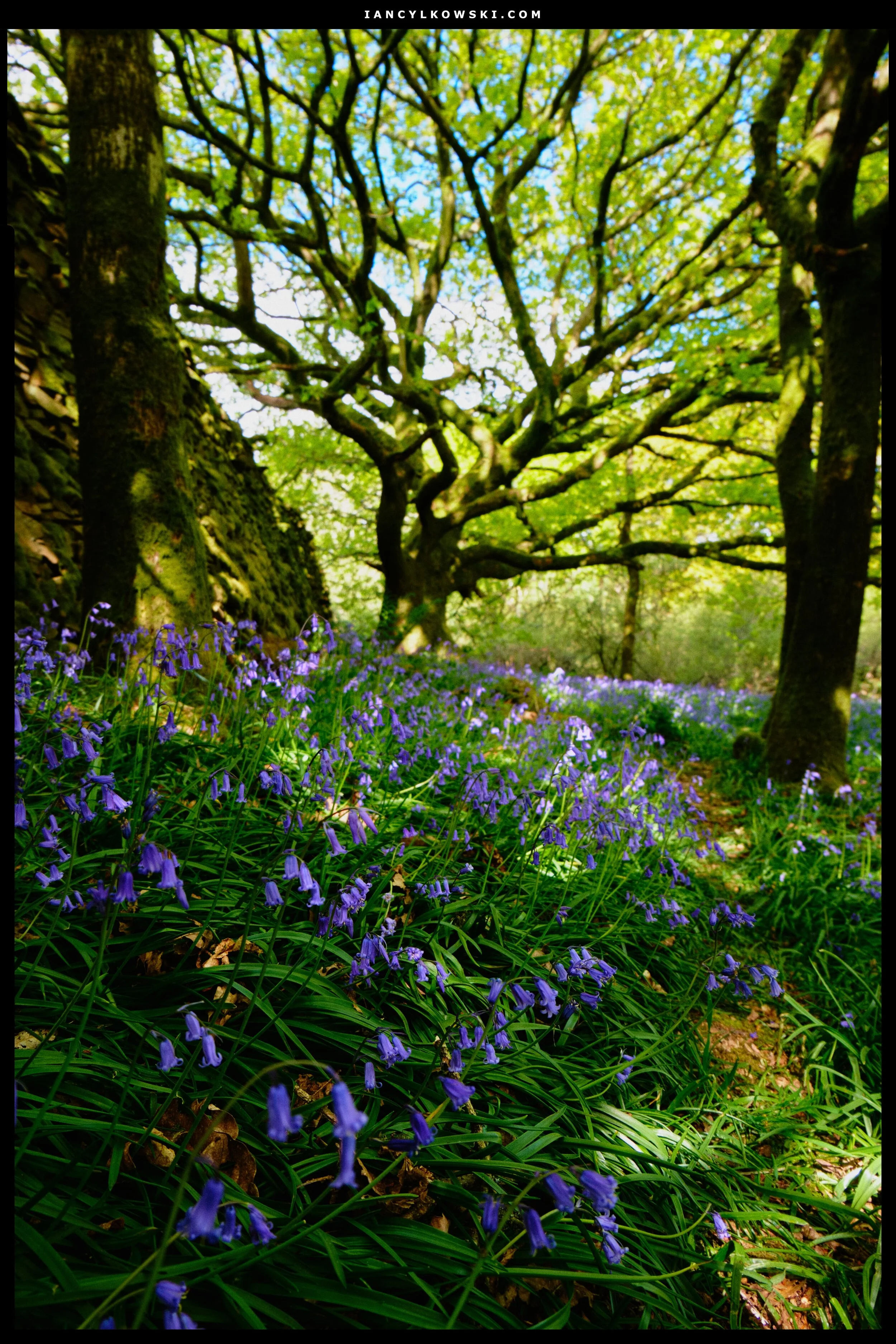 Beautiful bluebells, gorgeous light, and gnarly trees. Can’t really go wrong.