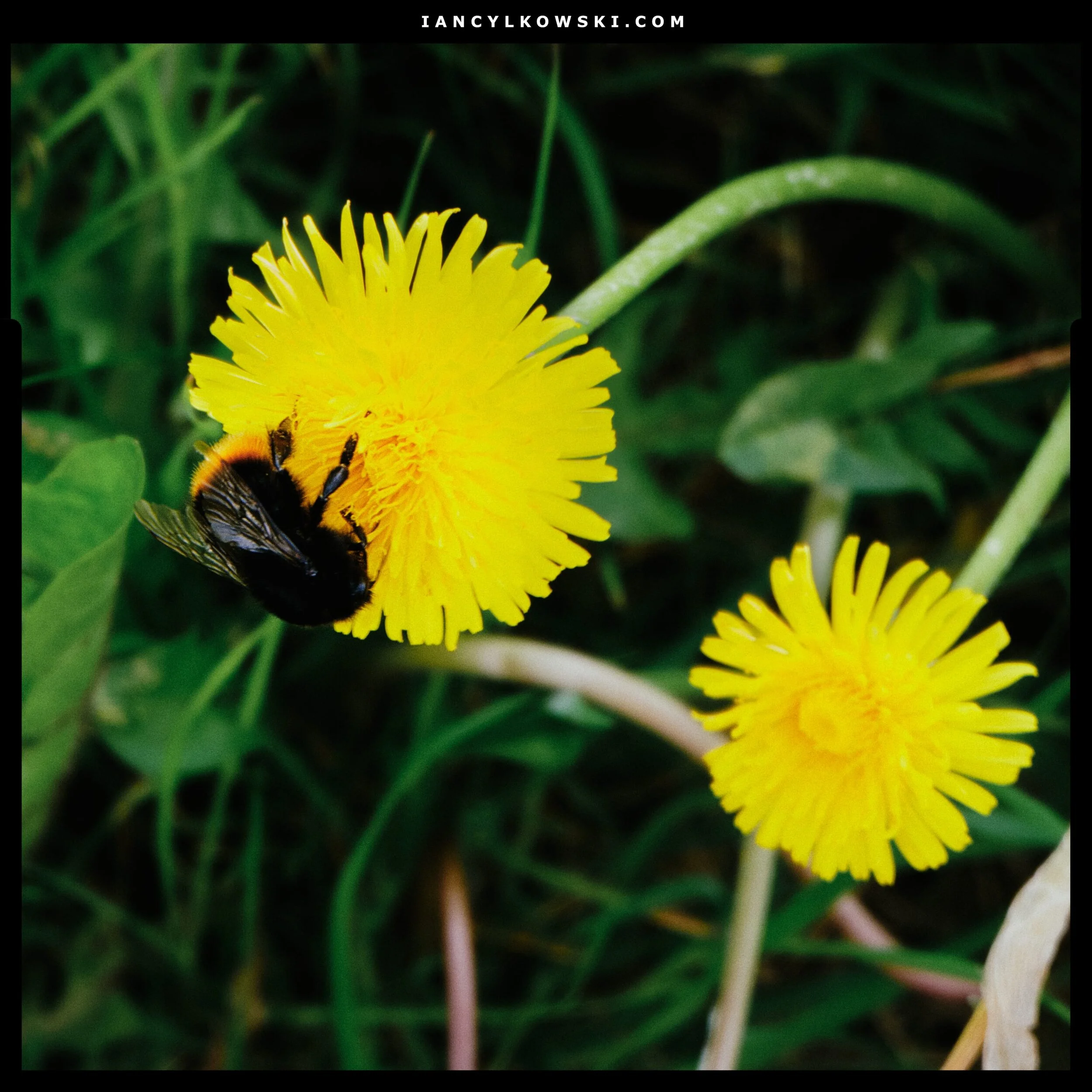 I had to crop the photo in pretty tight, but still happy I managed to snap this busy little bumblebee.