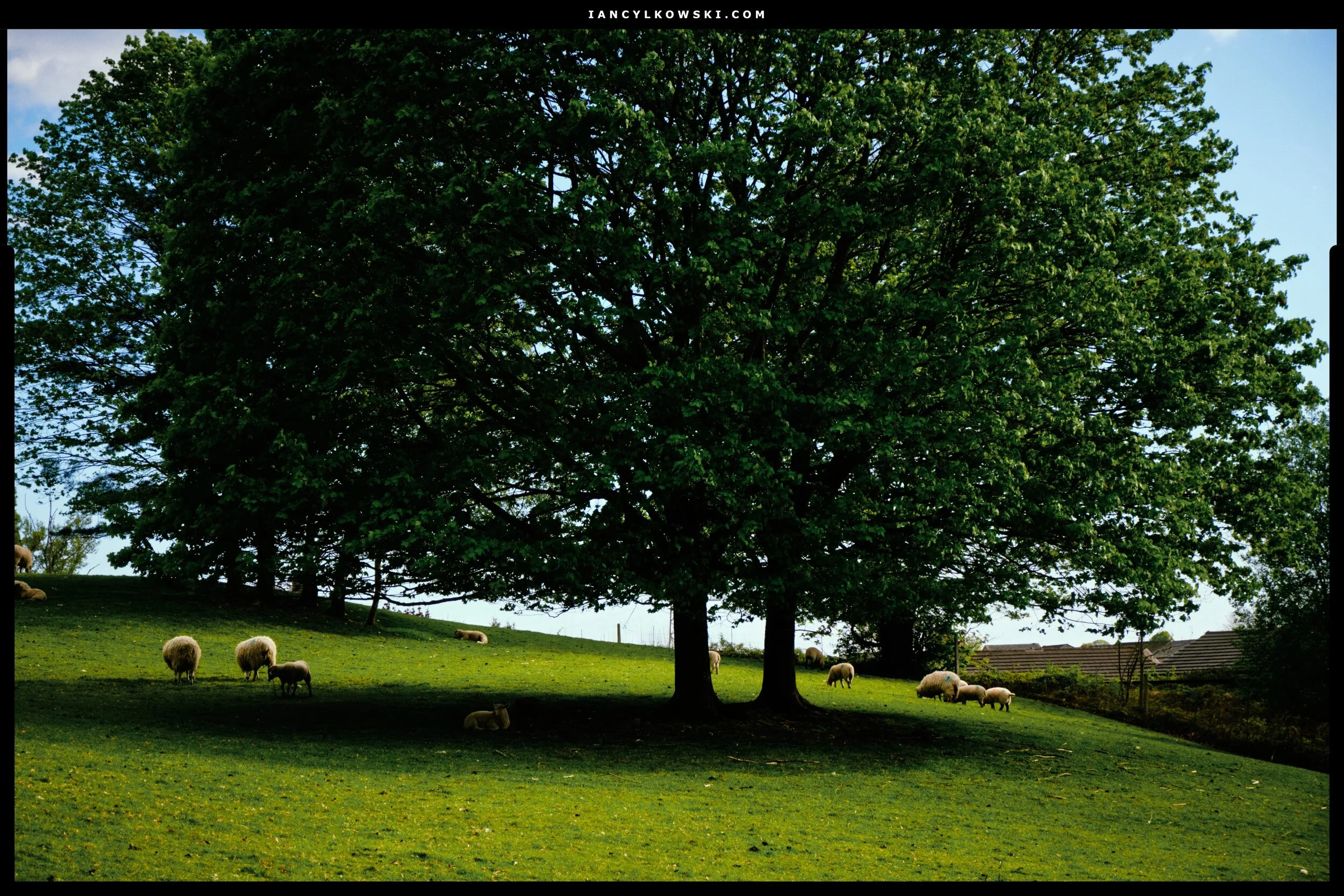 Heading back into Kendal, a lamb enjoys the shade under a tree.