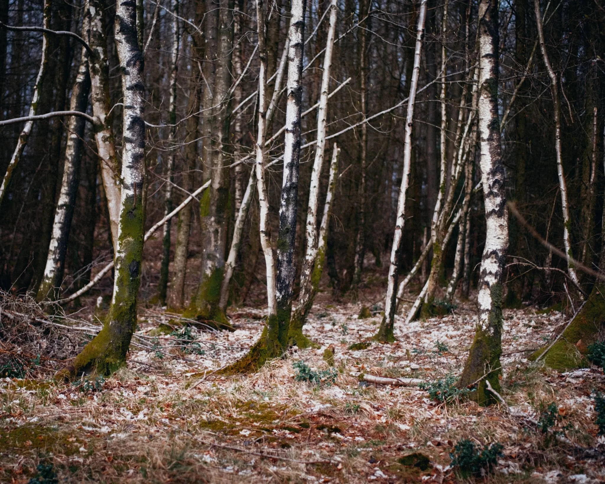 There is considerably more woodland on and around Whitbarrow compared to Scout Scar.