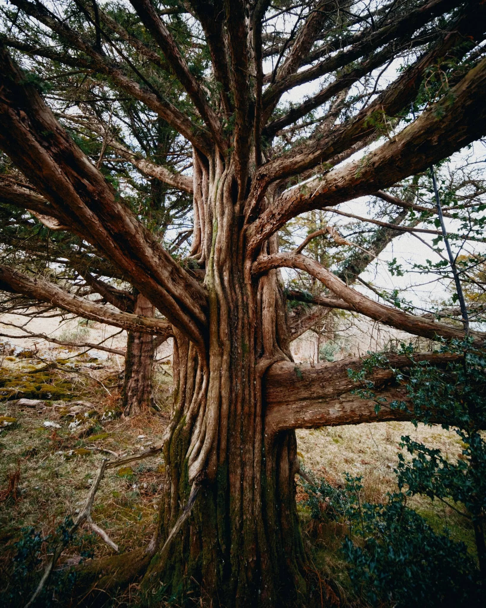 A rather unusual tree, to my experience; the trunk is almost tendon-like in its structure. Google thinks this is Hesperocyparis macrocarpa , a Monterey cypress tree.