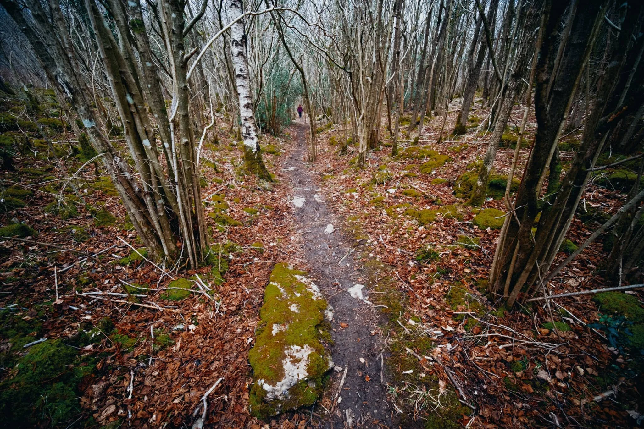 The way back to The Row through the Township Plantation. We’ll be back, Whitbarrow…