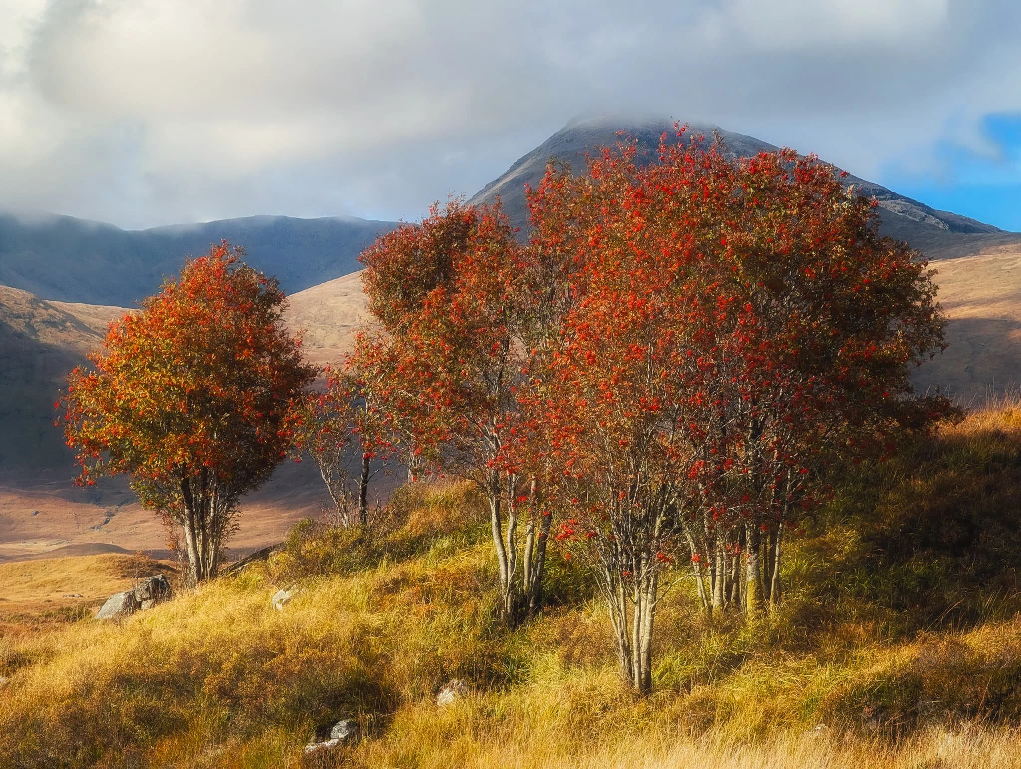 Using the 5x lens on my Google Pixel 9 Pro XL, I crop in on a beautiful copse of rowan trees, laden with their vivid red berries, with the Black Mount mountains behind.