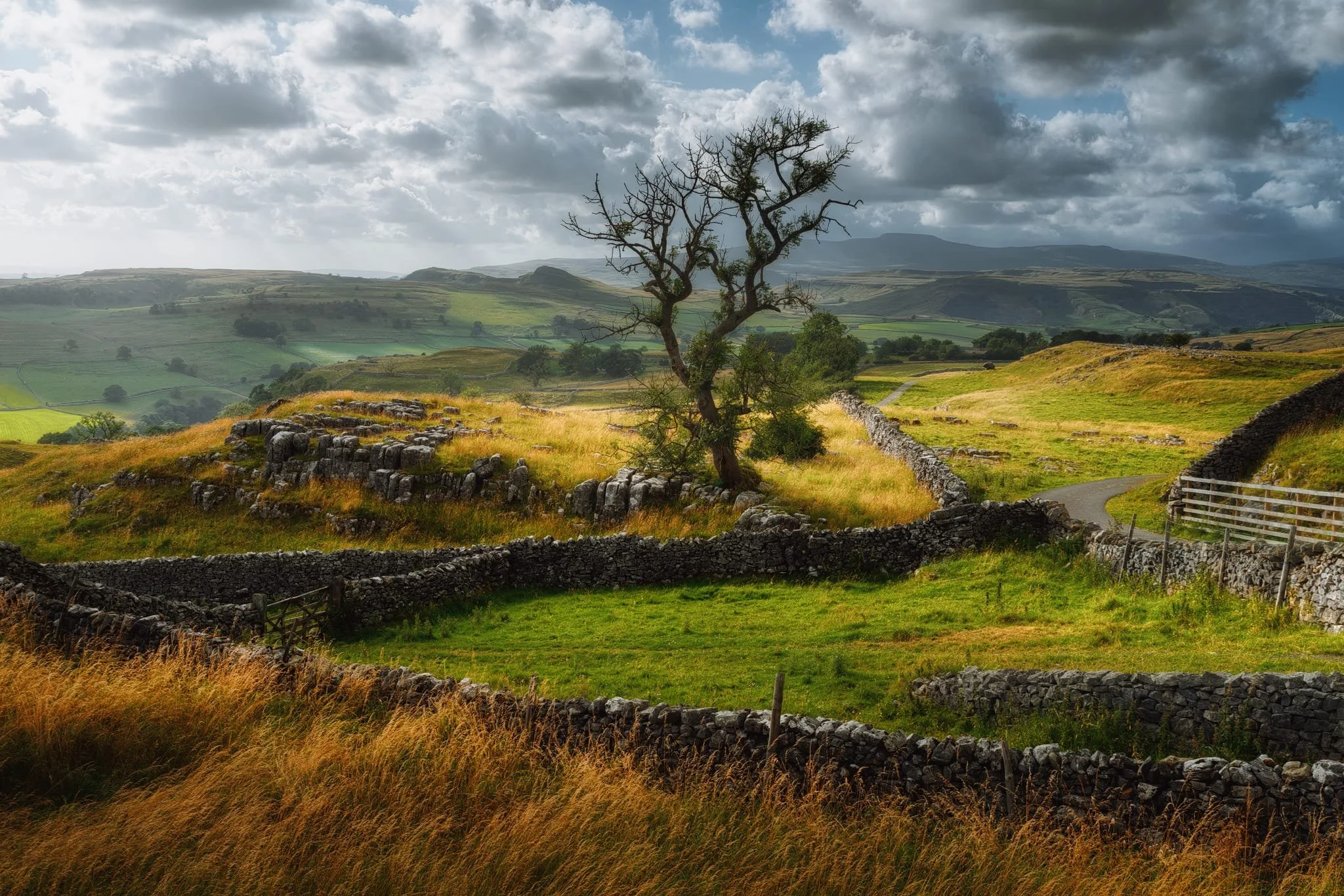 With the clouds racing above, the light was constantly drifting and sculpting the landscape around us. This solitary tree, surrounded by walls, with the fells in the distance made for a captivating scene.