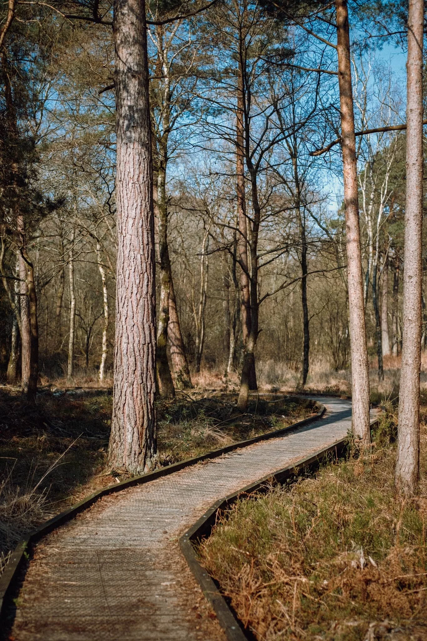Delightful tree textures to photograph.