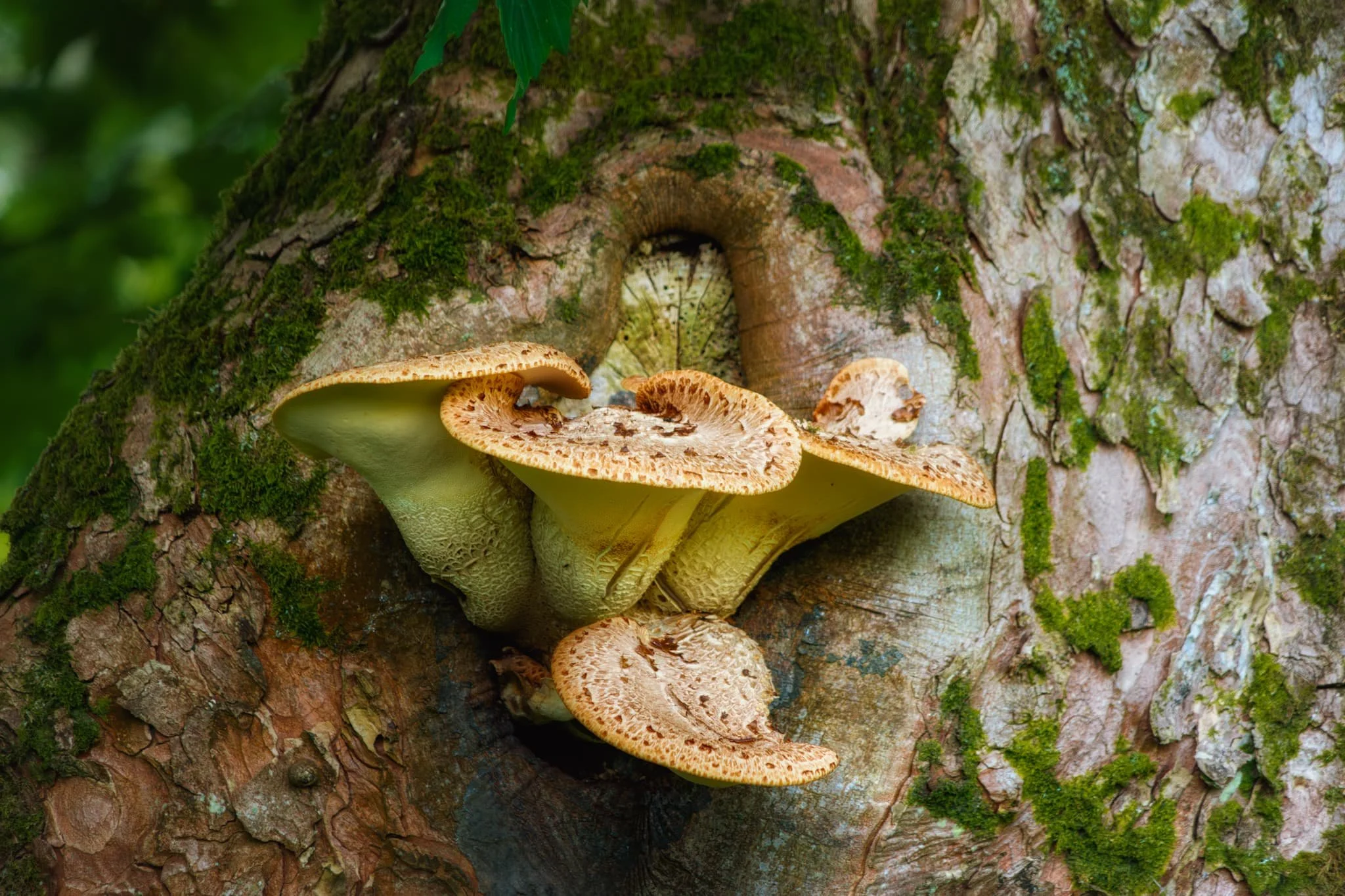 So did these mushrooms. These are possibly Dryad’s Saddle, or Cerioporus squamosus .