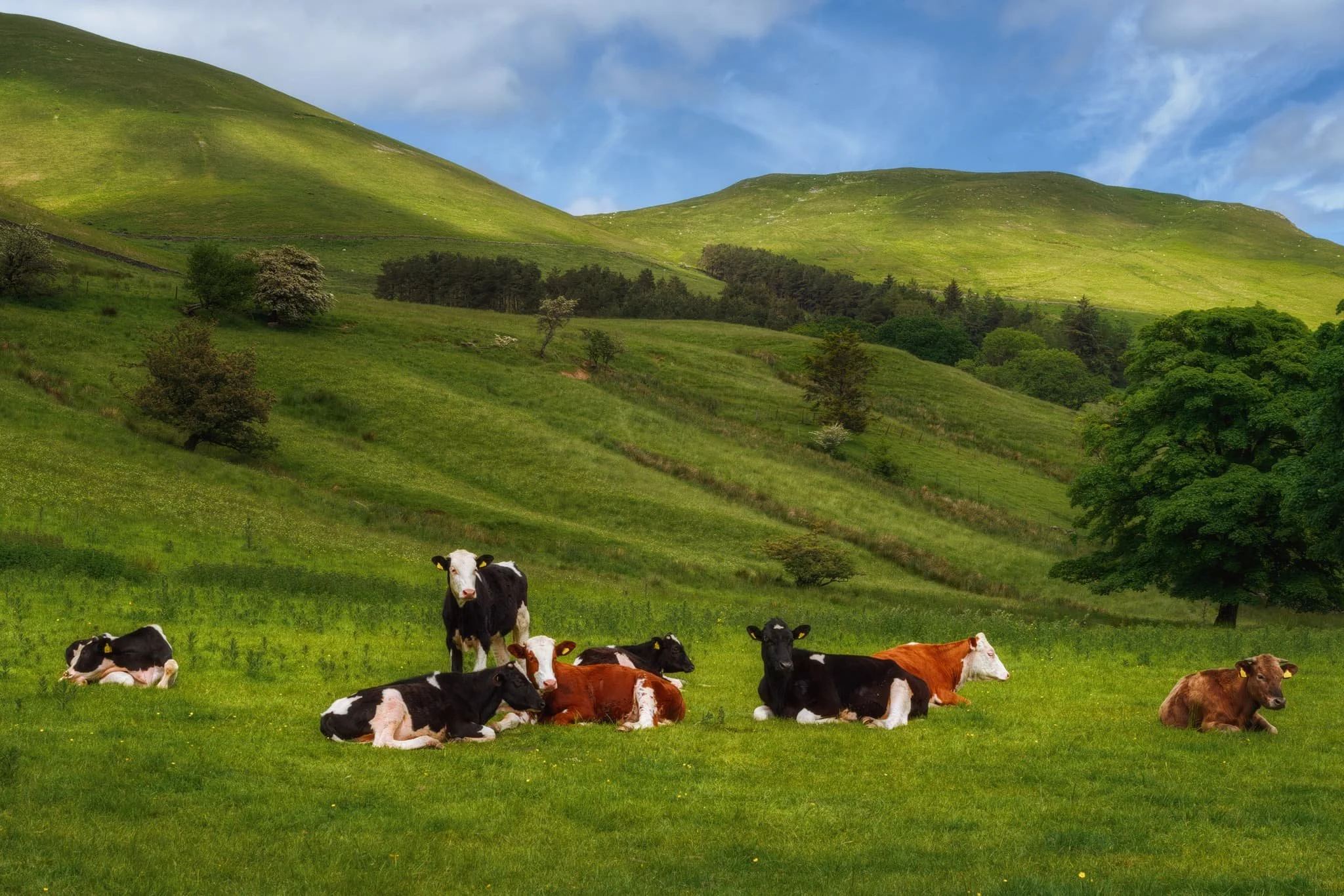Further along the trail, a field of curious bullocks idly stare at us as we made our way towards Ghyll Farm.