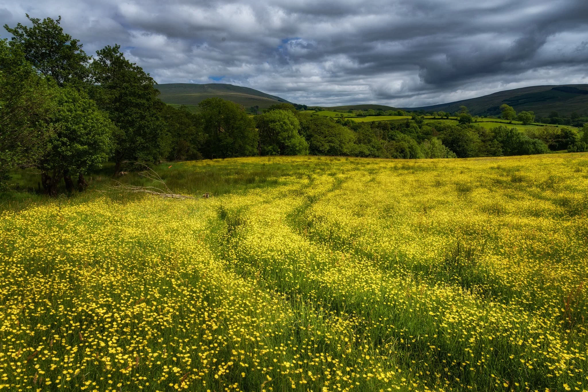 At Ellerthwaite we came across this magnificent field full of buttercups. I spotted these tracks winding through the field and waited for the sun to burst through, illuminating the field whilst the distant hills darkened under the clouds.