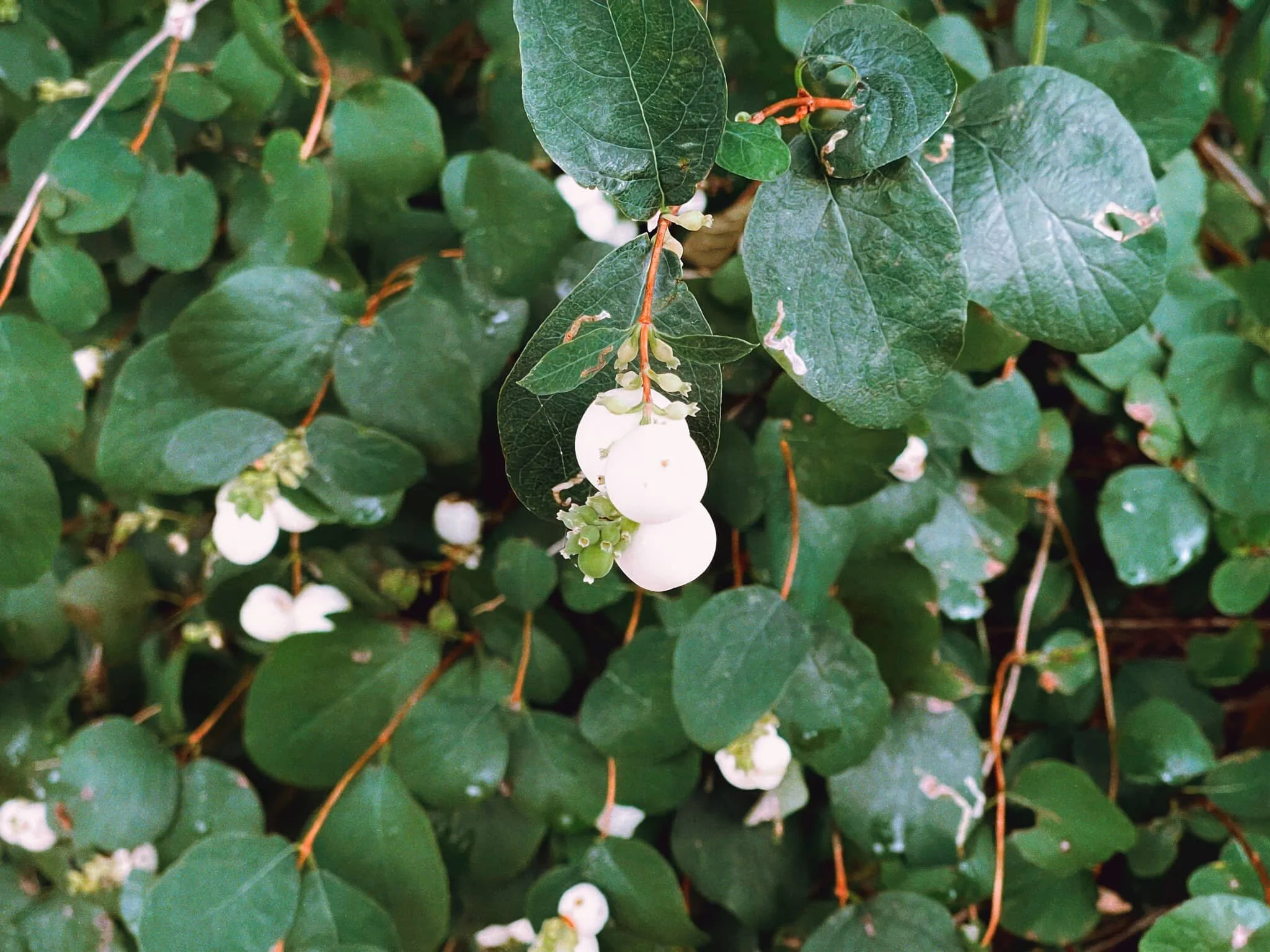 Snowberries! Or Symphoricarpos , if you will.