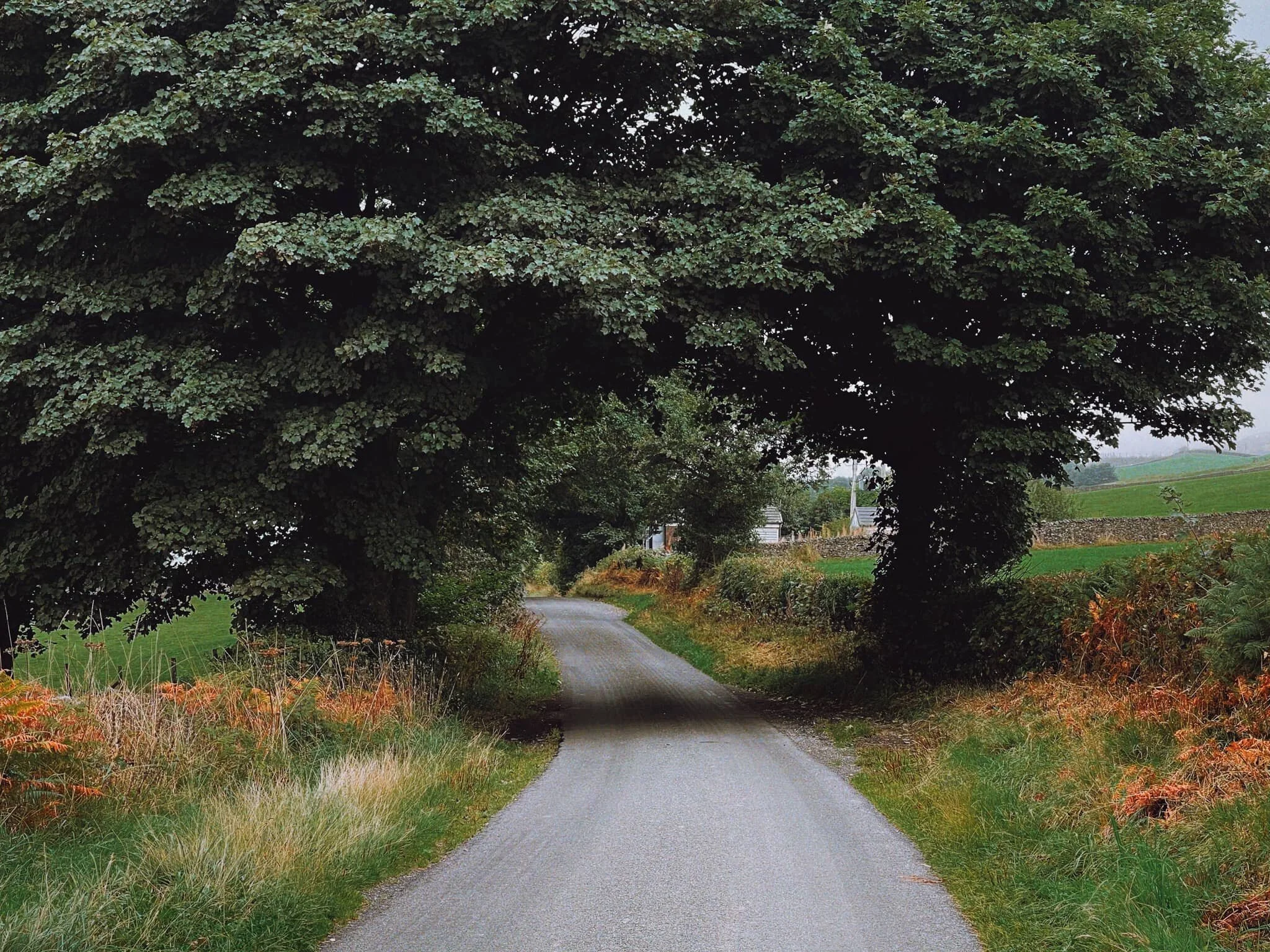 And up on Paddy’s Lane! The autumnal colours really starting to appear in Cumbria now.