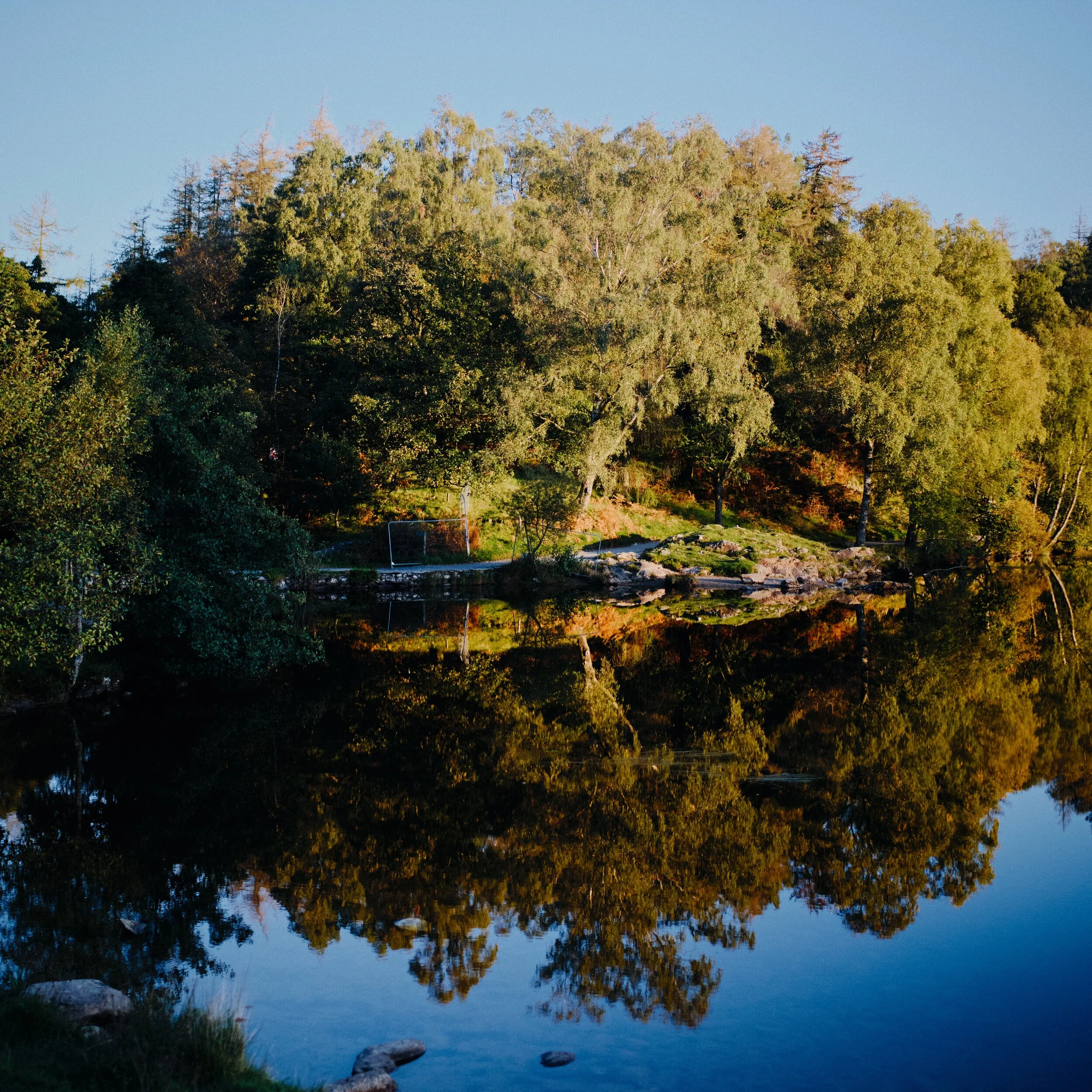 Another vertorama comprised of three landscape shots at 35mm/f1.2, stacked top to bottom, showing the glowing woods we came out of.