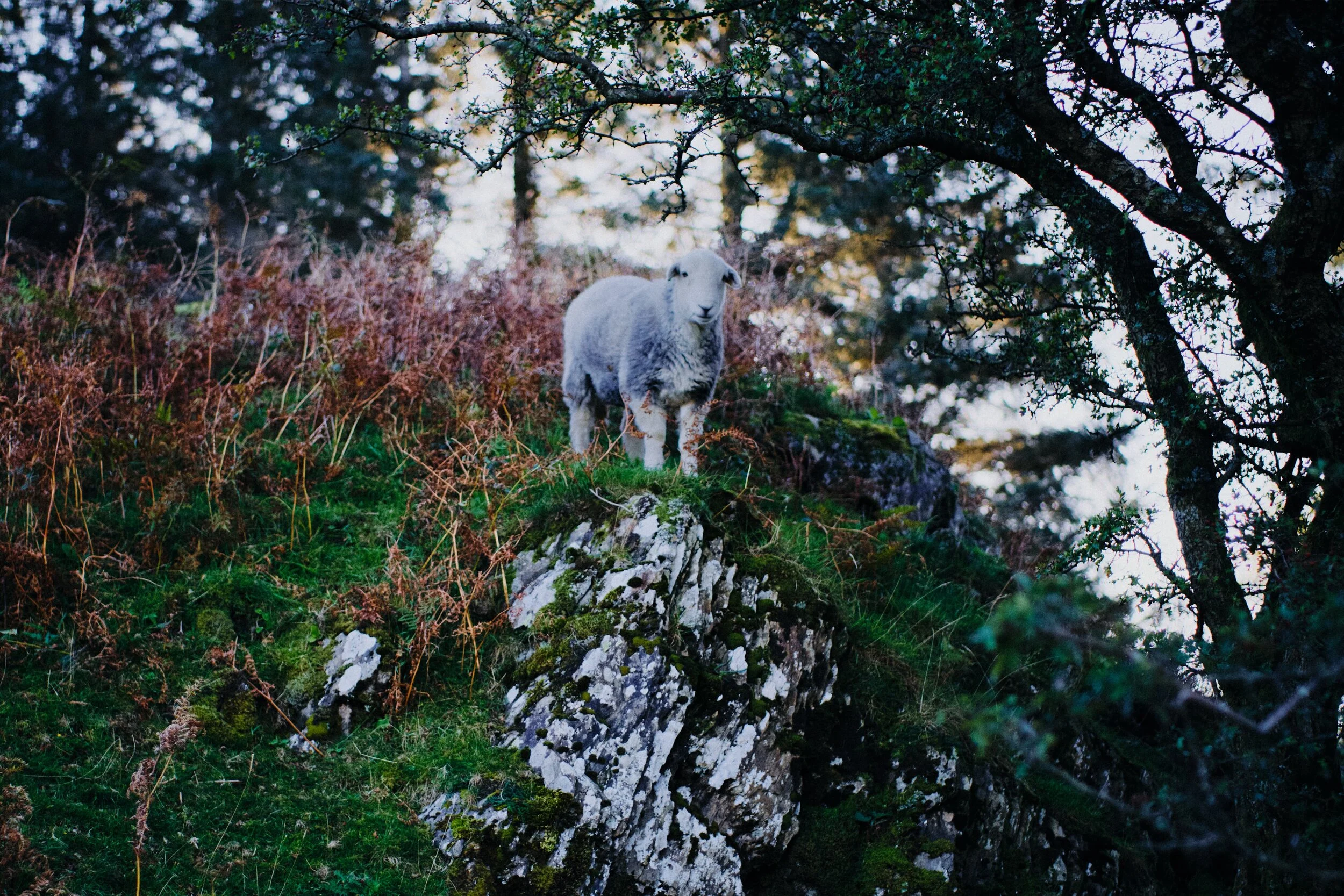 A beautiful Herdwick ewe, giving me that characteristic quizzical and curious look from her perch.