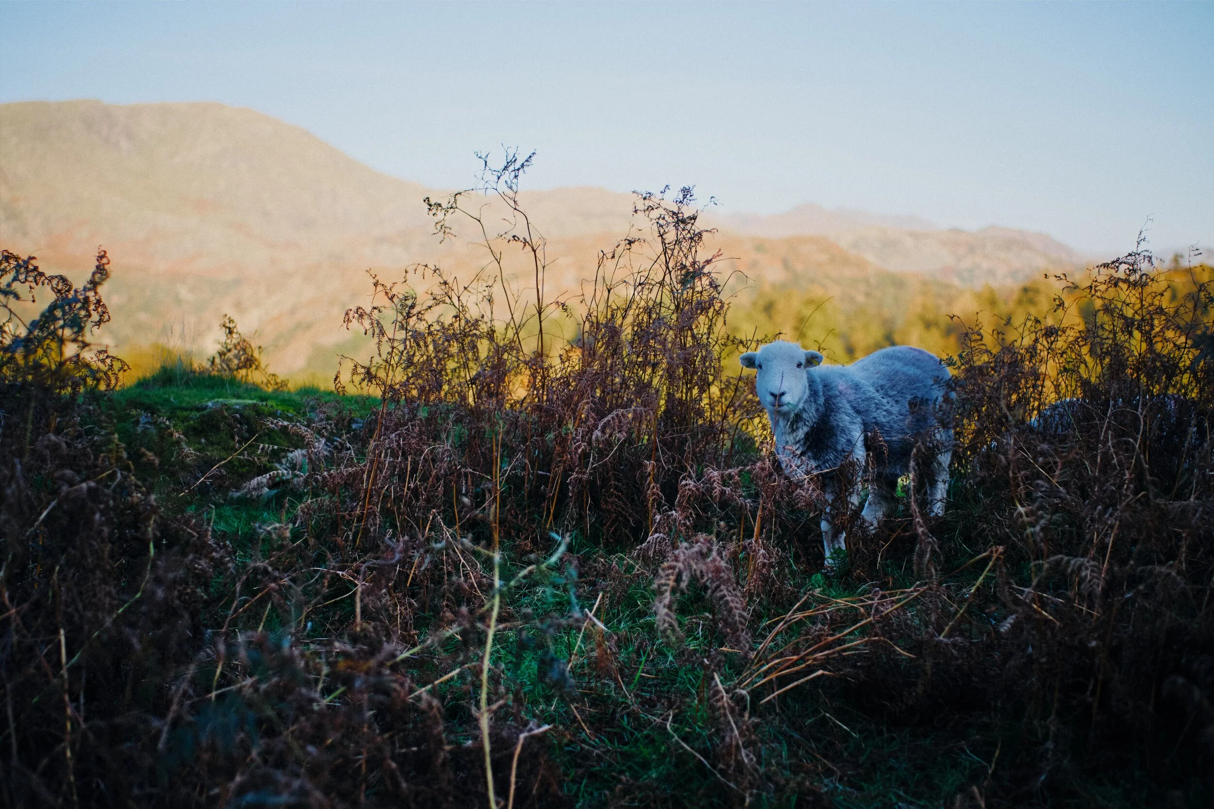 As we climb up the crags above Tarn Hows another Herdwick ewe emerges from the bracken, giving me a look . Behind her is the glowing face of Wetherlam (763 m/2,502 ft).