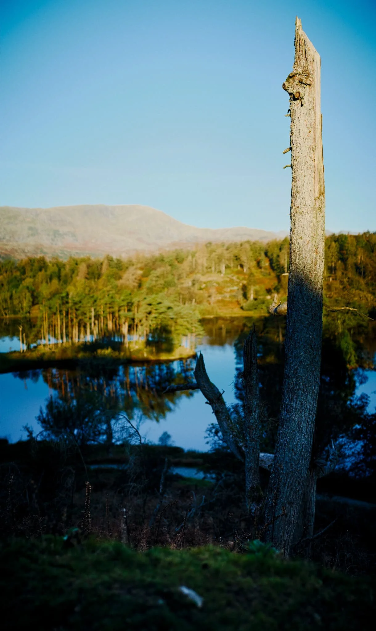 An 8-shot vertorama, highlighting this naked tree as it catches the light.