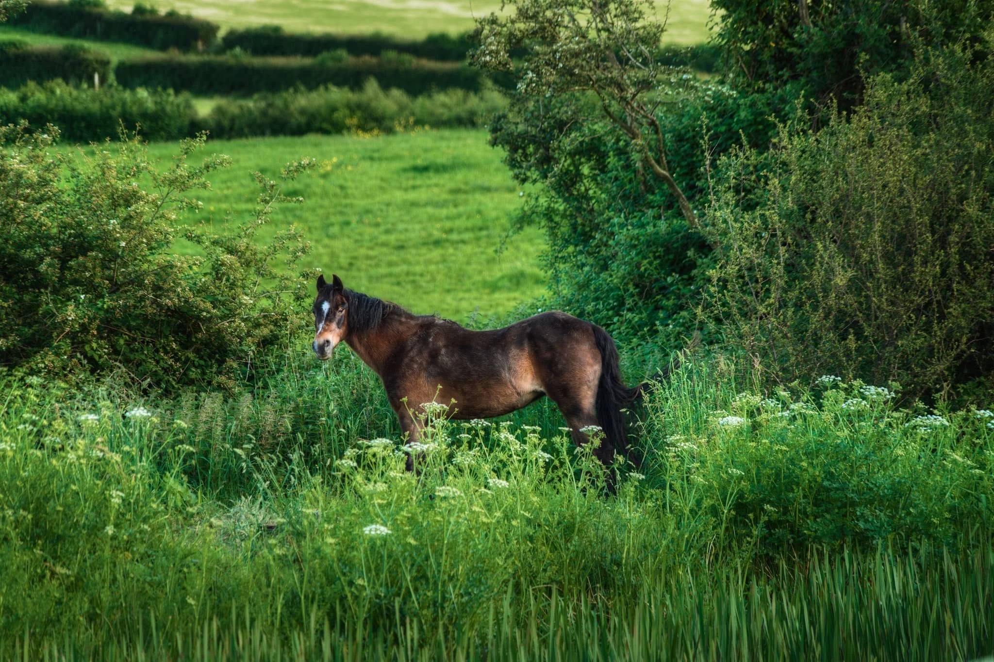 Across the canal, this horse impassively stairs at us.