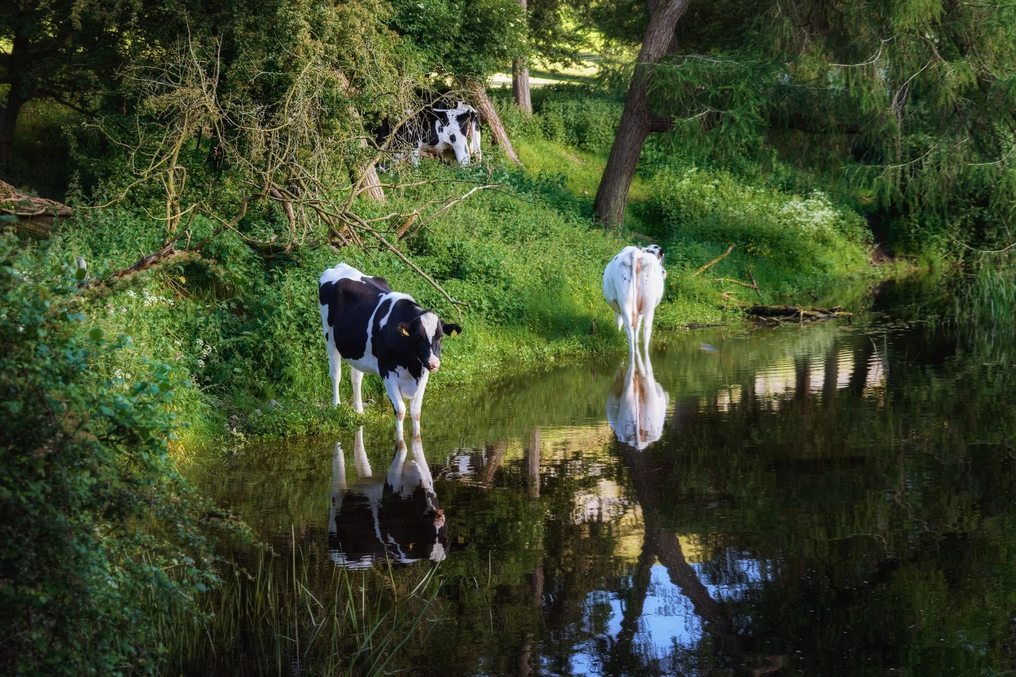Nearer Duke’s Bridge, a load of local cows have found their way to the canal for a wee drink.