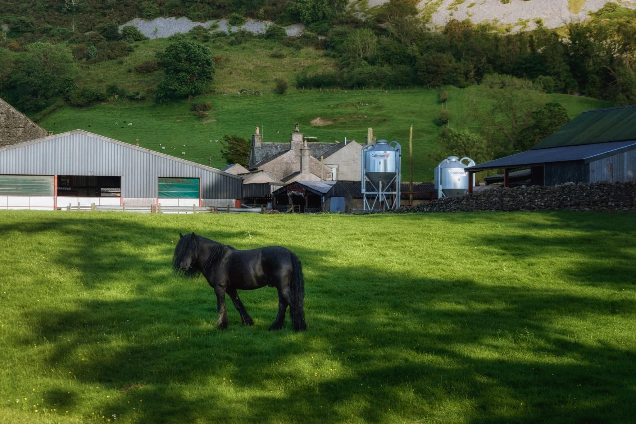 This dark and shaggy horse posed for me near Marsden Farm underneath Farleton Knott. Couldn’t say no, really.