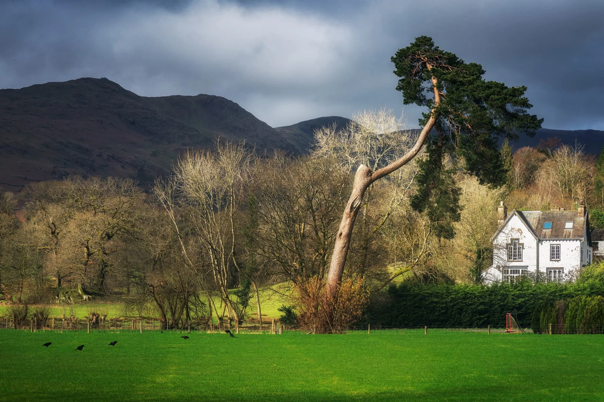 A surviving Scots Pine makes for a dramatic composition with the Kirkstone fells in dark shadow behind.