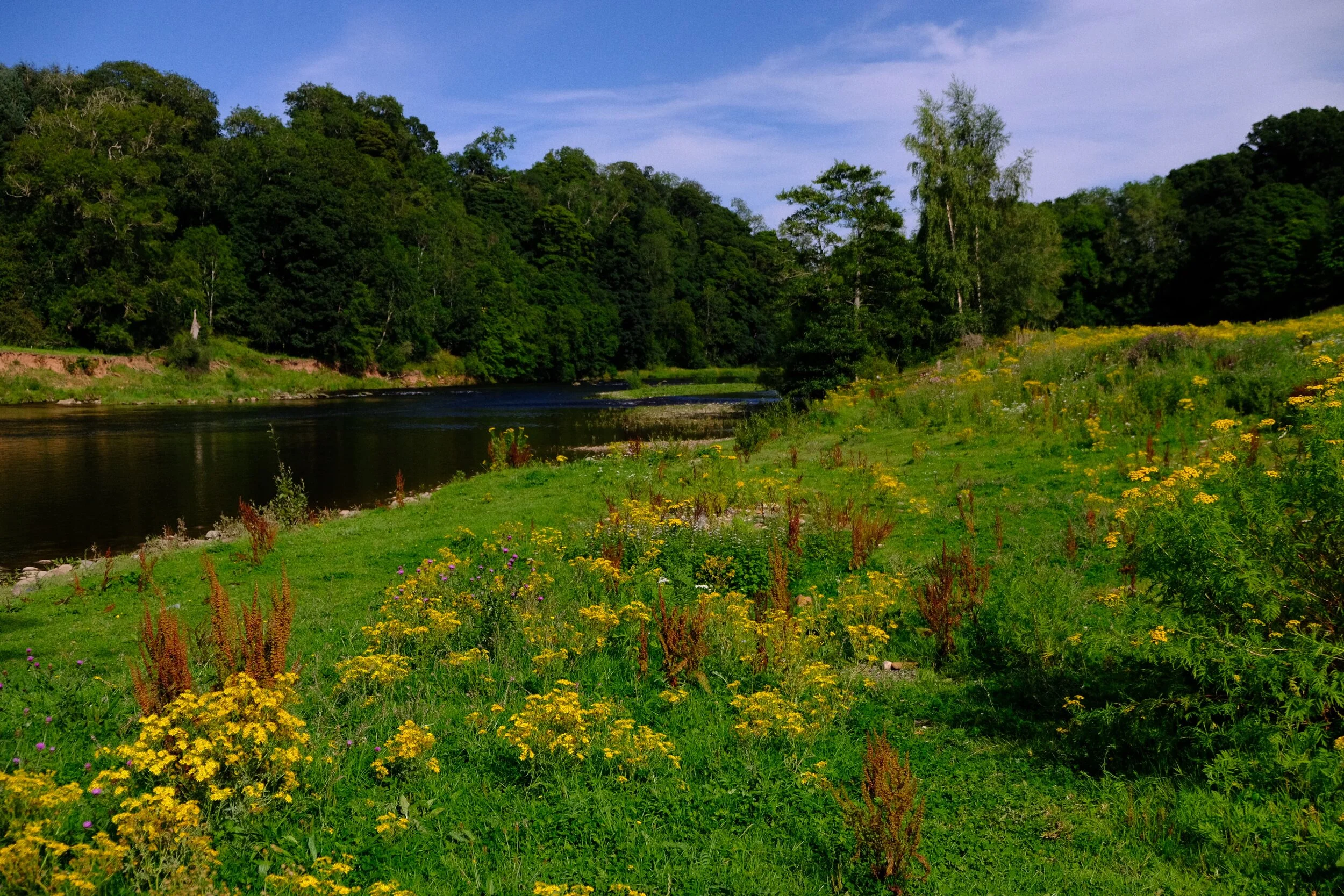 And then we exited the woodland and… wow . Flowers everywhere (Velvia, ISO800, f/3.2, 1/2500sec. @ 25.4mm)