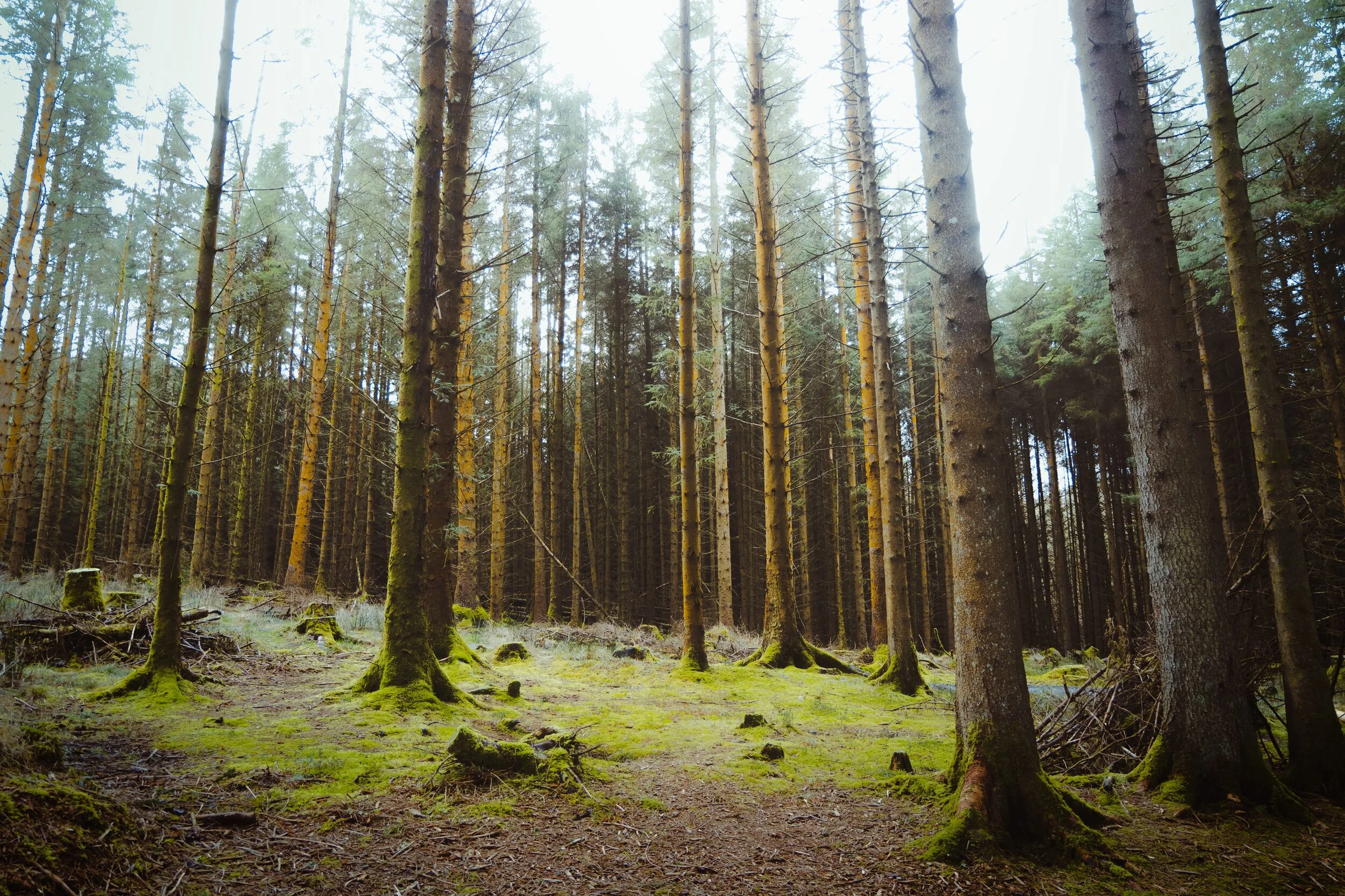 There’s some delightful about soft forest light, the ambiance of which I was trying to capture and convey here.