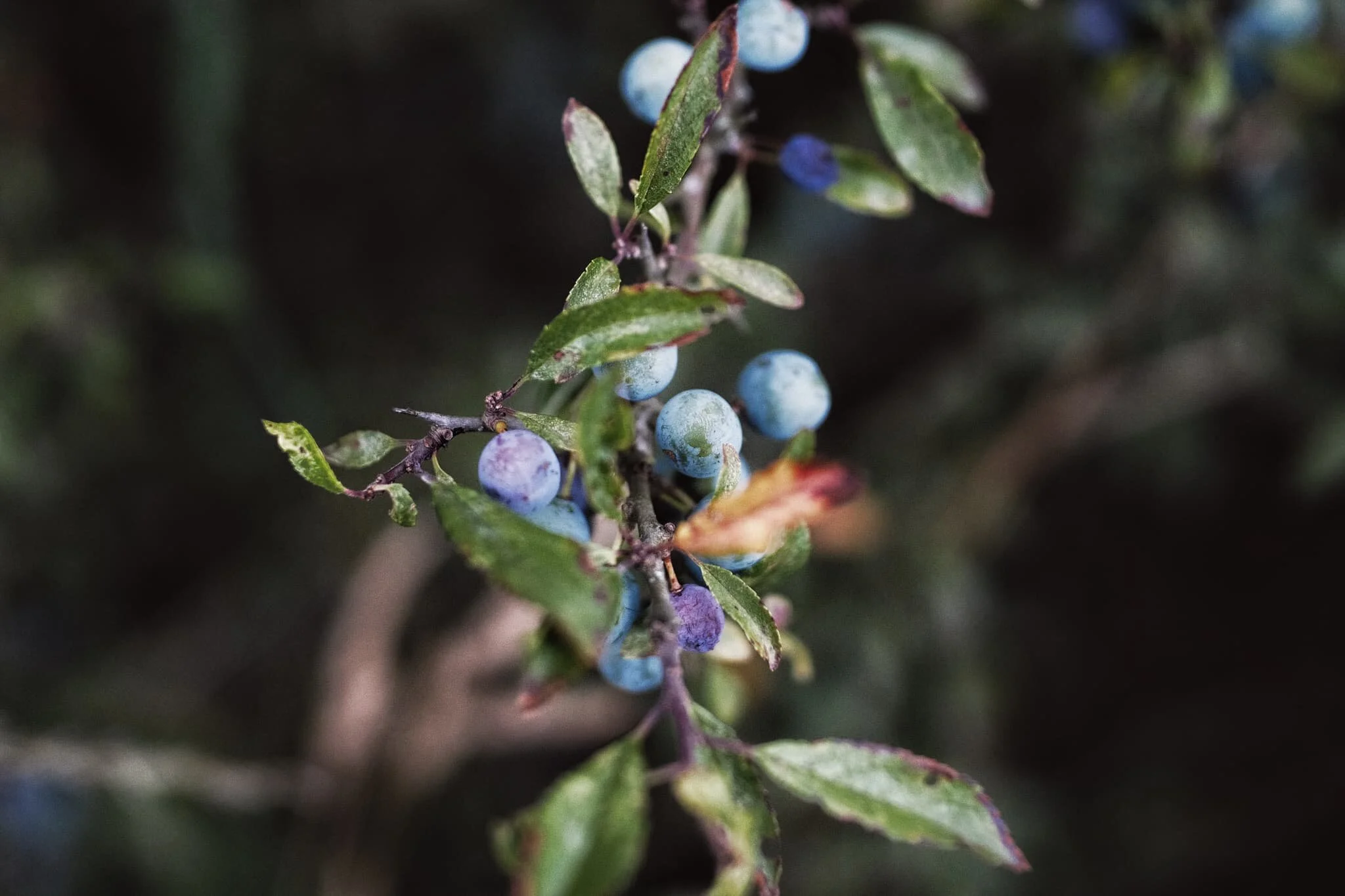 The area around Whitbarrow seems to be a veritable treasure trove for wild food foragers! Near where we parked, we found a hedge full of sloe or blackthorn, Prunus spinosa . Anyone fancy making some sloe gin?